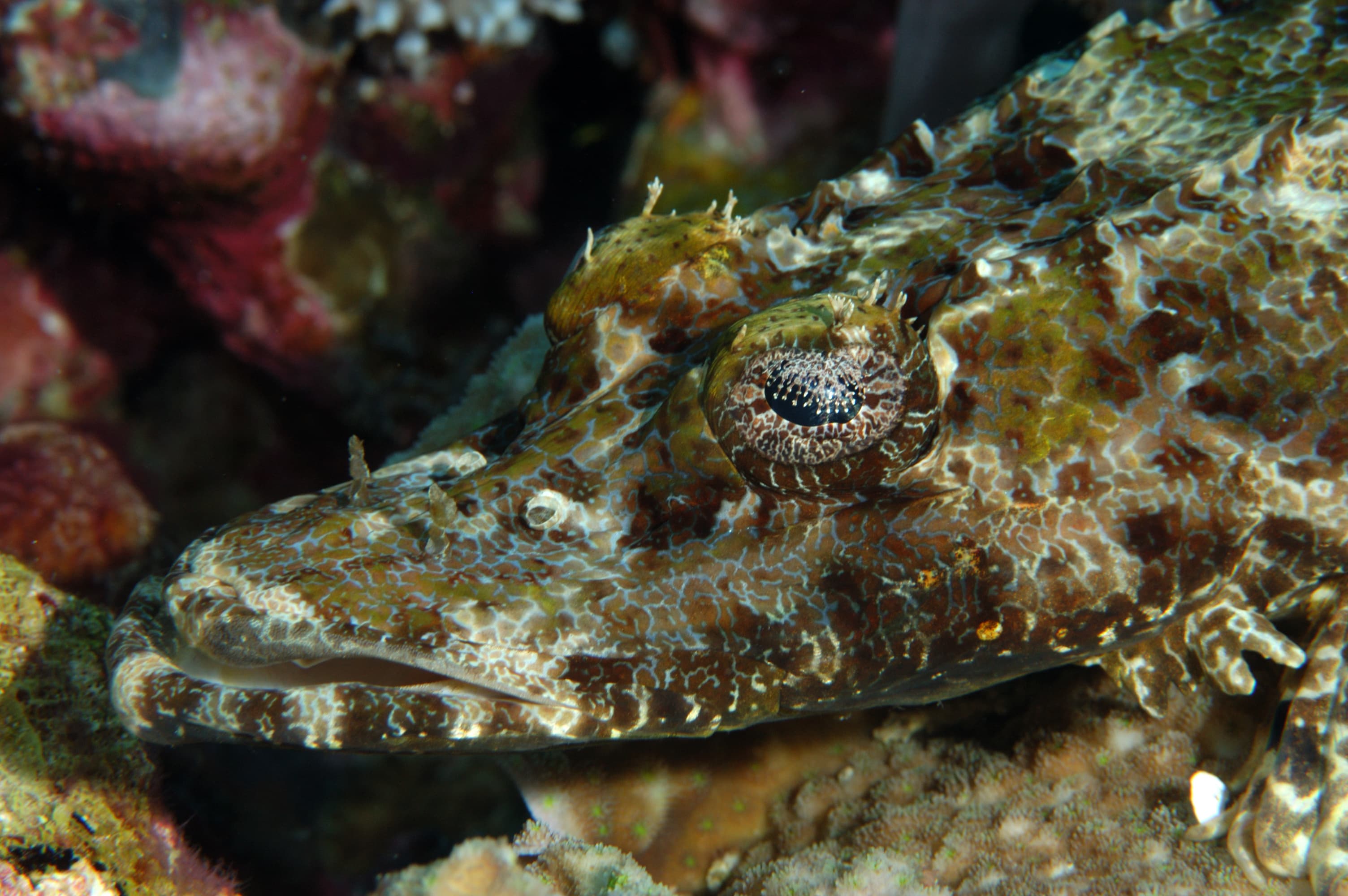 De Beaufort's Flathead (Cymbacephalus beauforti)