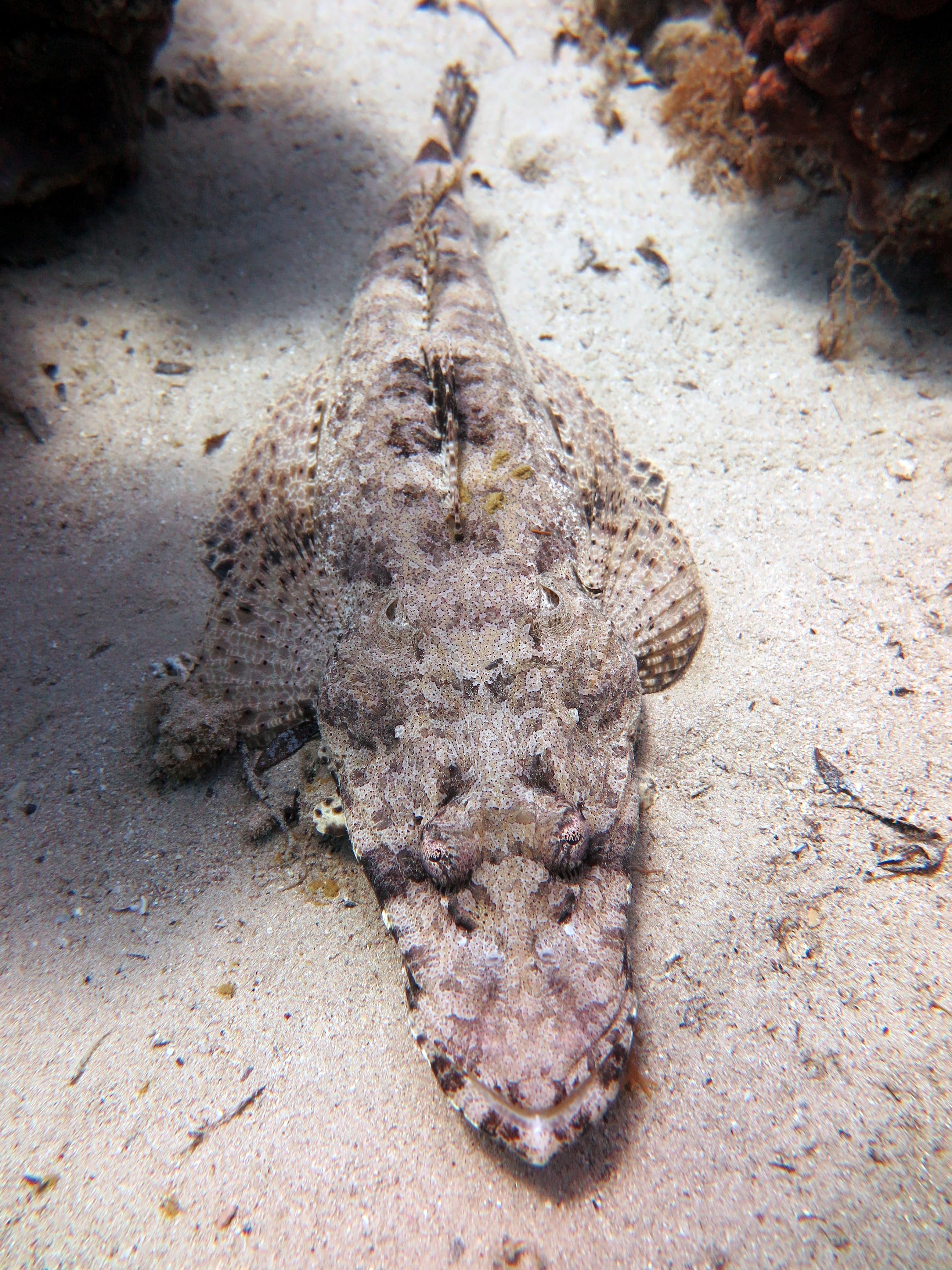 De Beaufort's Flathead (Cymbacephalus beauforti)