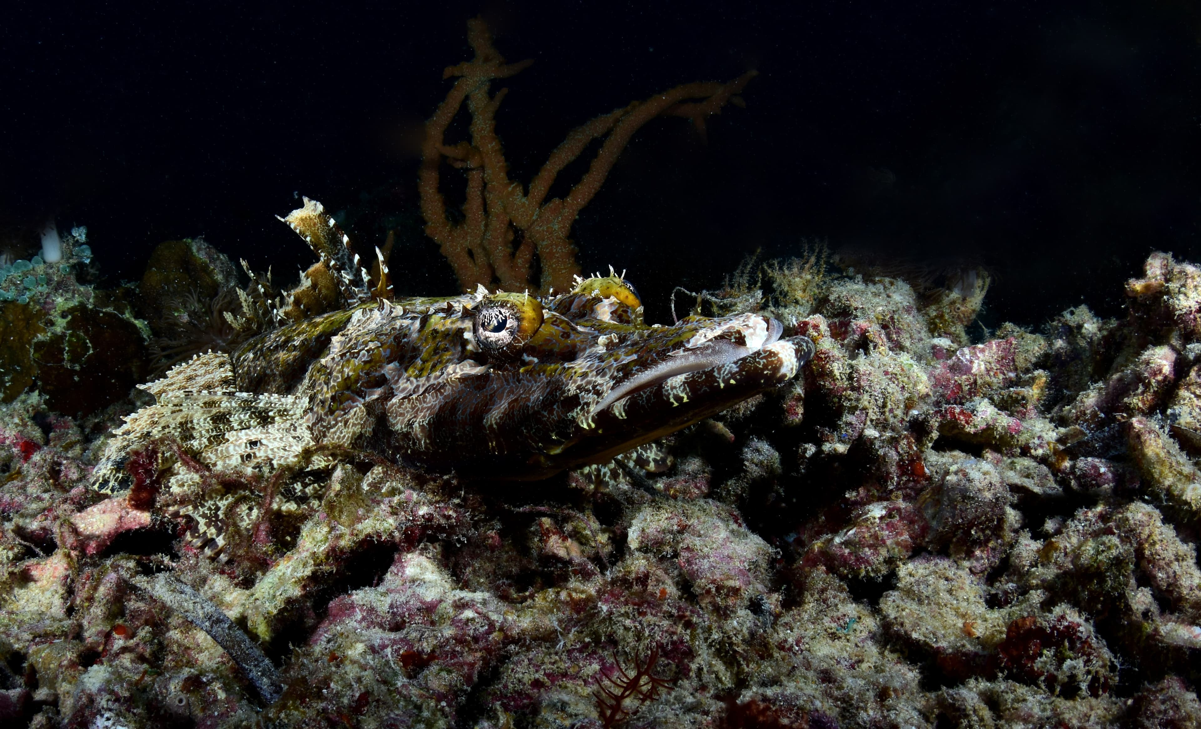 De Beaufort's Flathead (Cymbacephalus beauforti), Raja Ampat, Indonesia