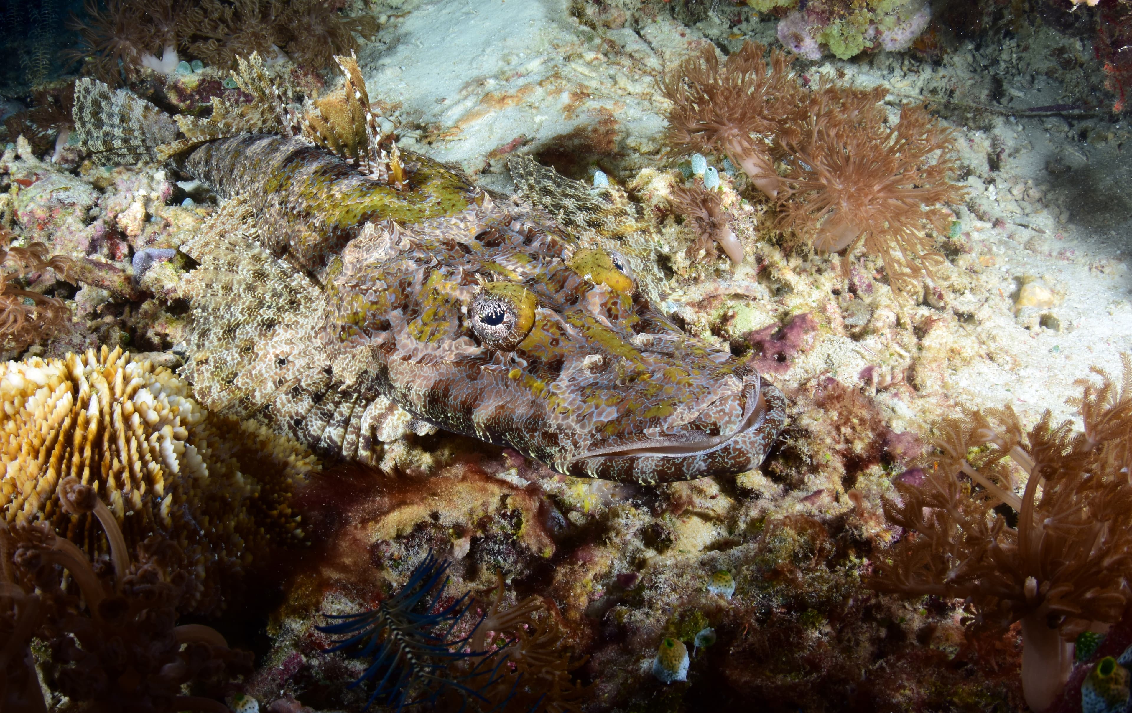 De Beaufort's Flathead (Cymbacephalus beauforti), Raja Ampat, Indonesia