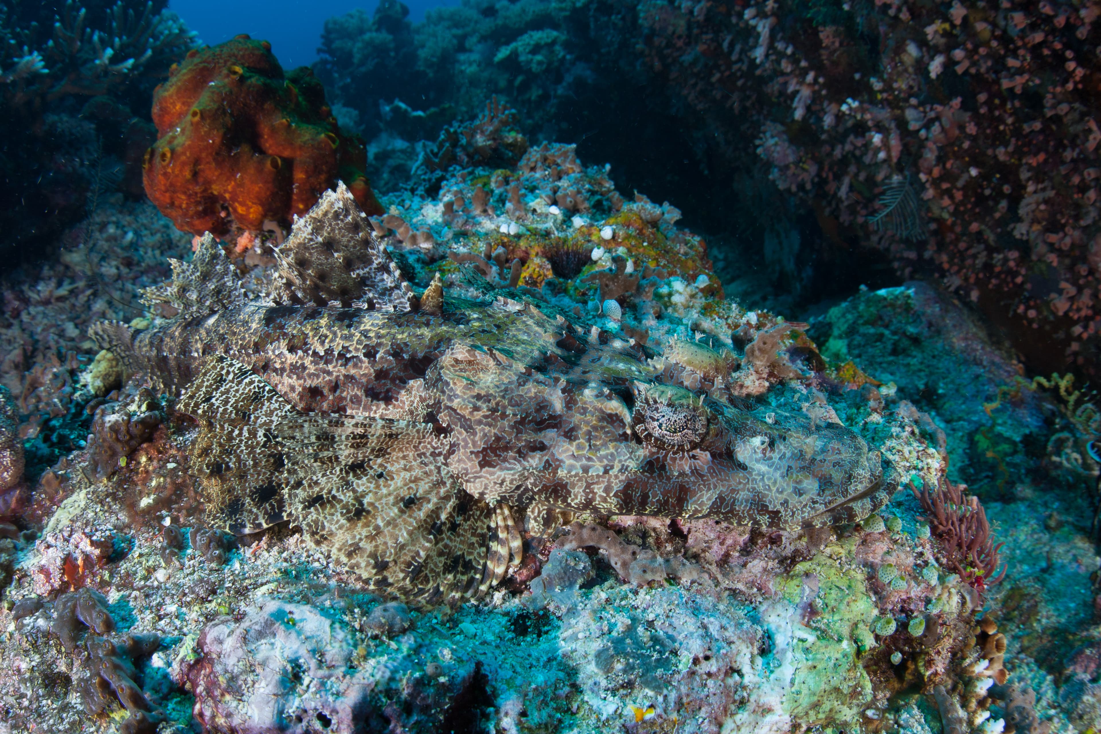 A well-camouflaged De Beaufort's Flathead (Cymbacephalus beauforti), Indonesia