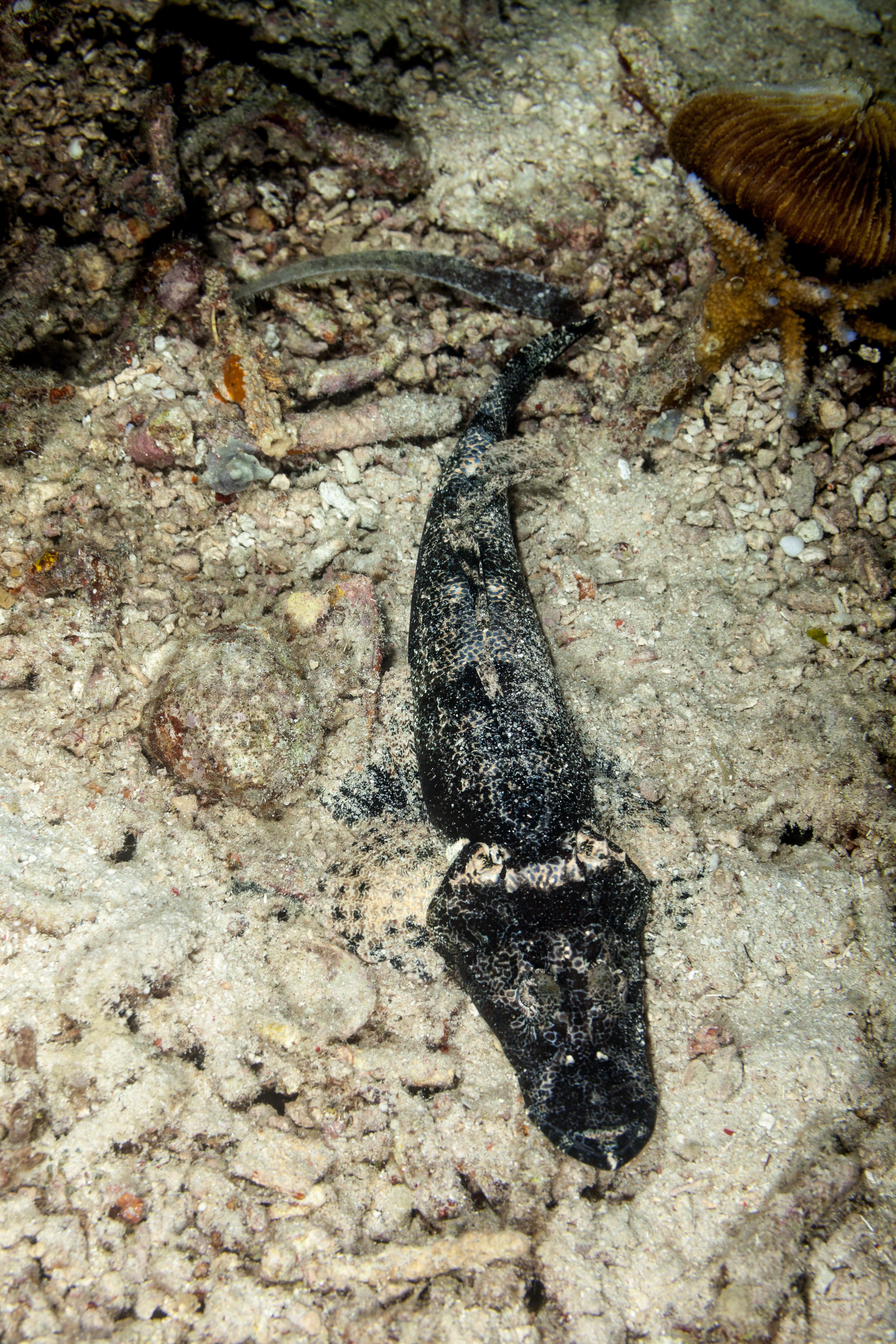 Black De Beaufort's Flathead (Cymbacephalus beauforti)