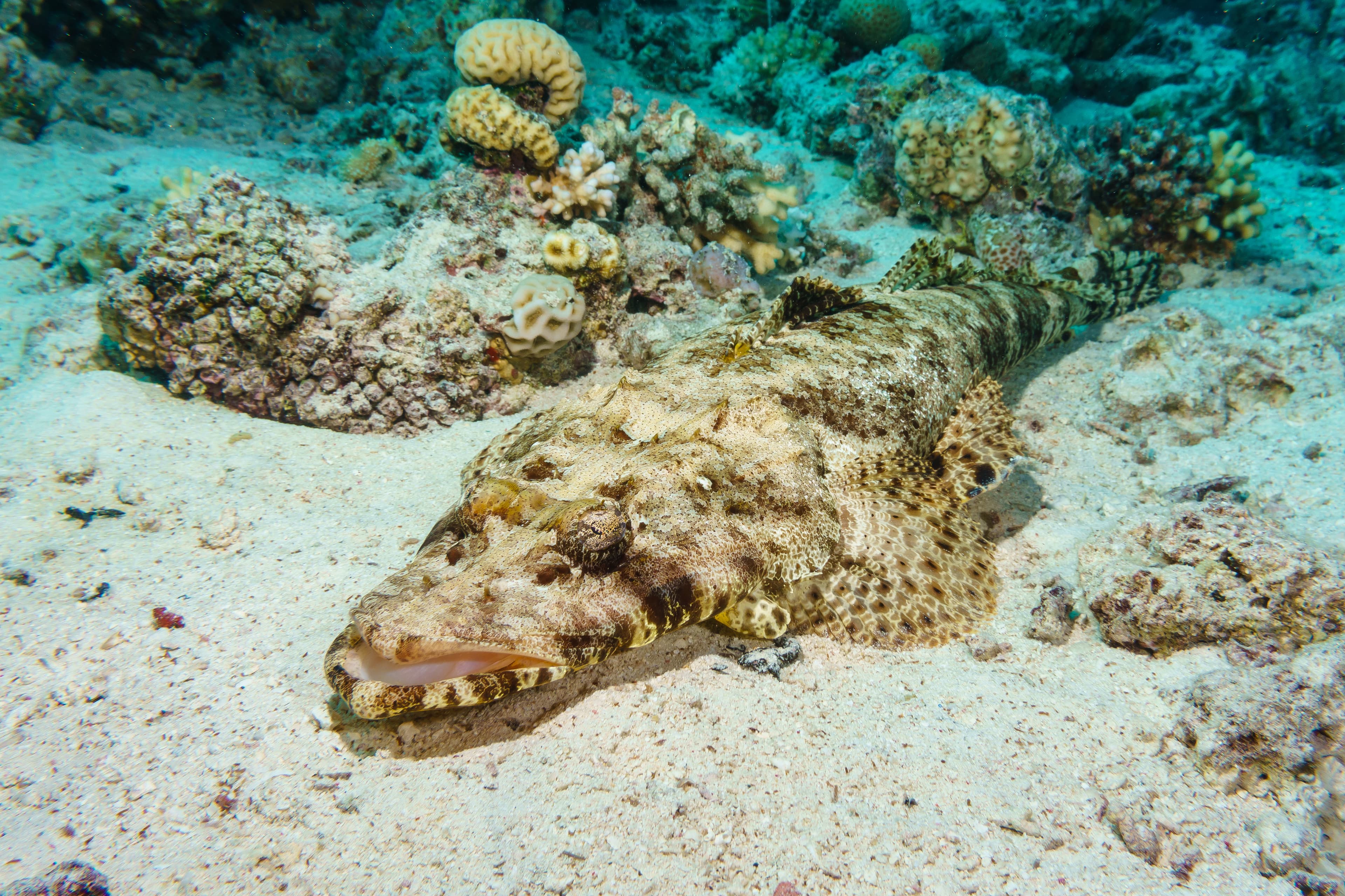 De Beaufort's Flathead (Cymbacephalus beauforti), Red Sea, Egypt