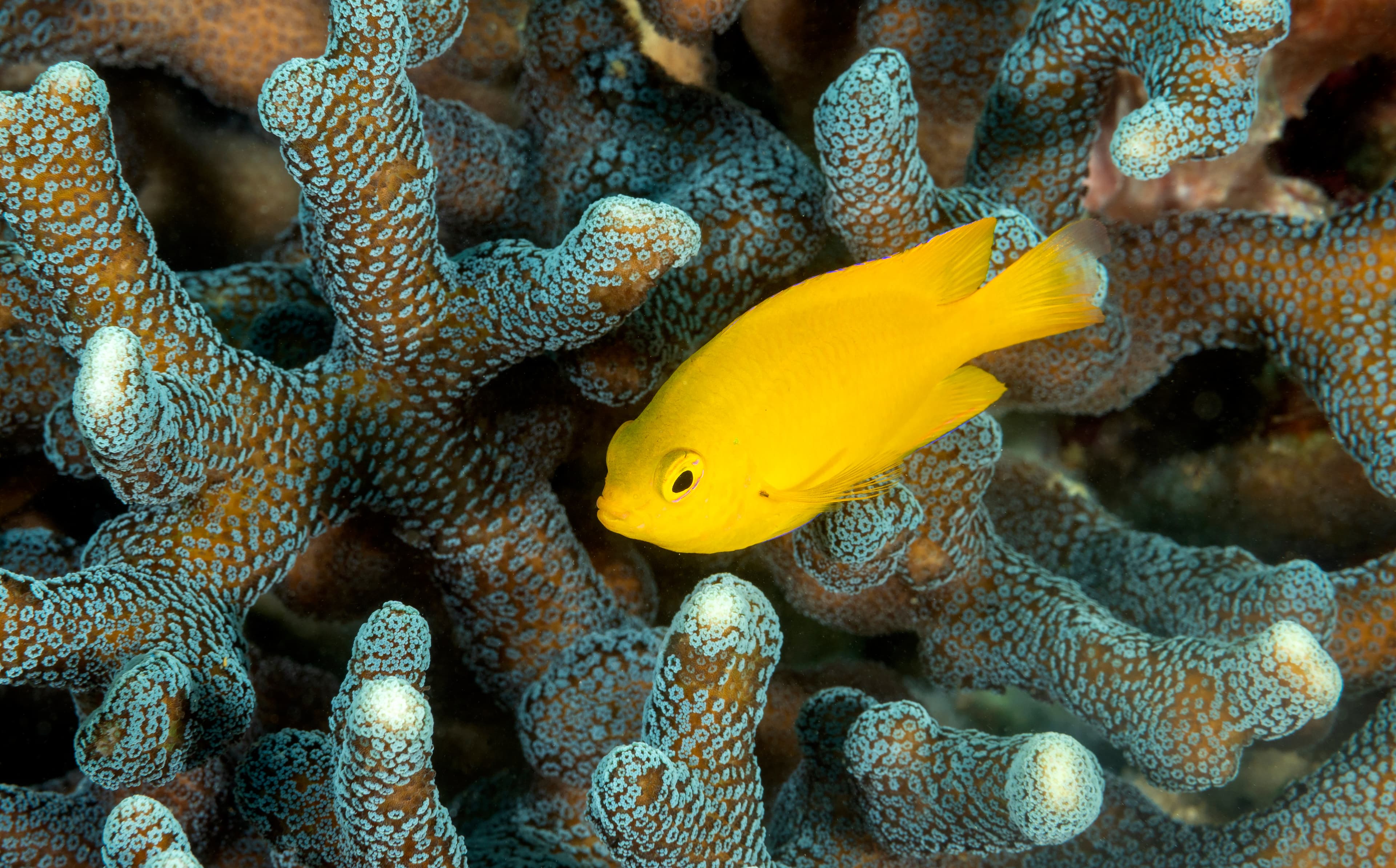 Lemon Damselfish (Pomacentrus moluccensis), Raja Ampat, Indonesia