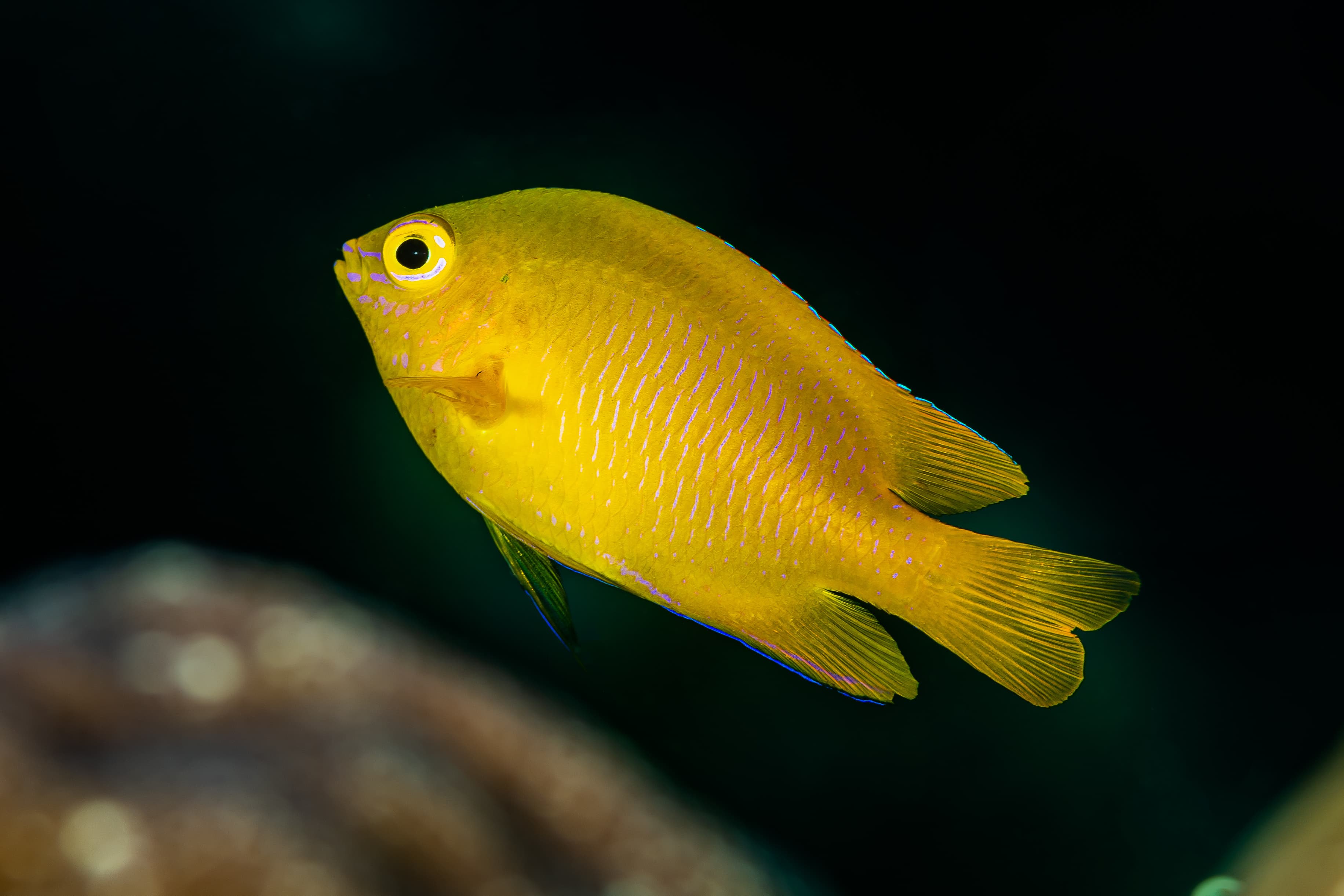 Lemon Damselfish (Pomacentrus moluccensis)