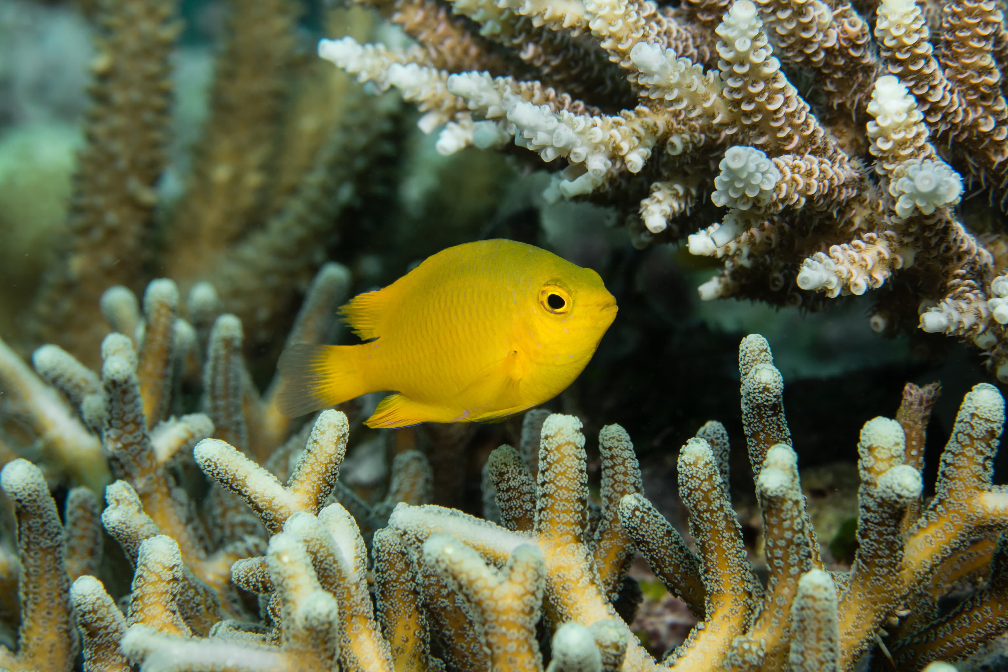 Lemon Damselfish (Pomacentrus moluccensis)