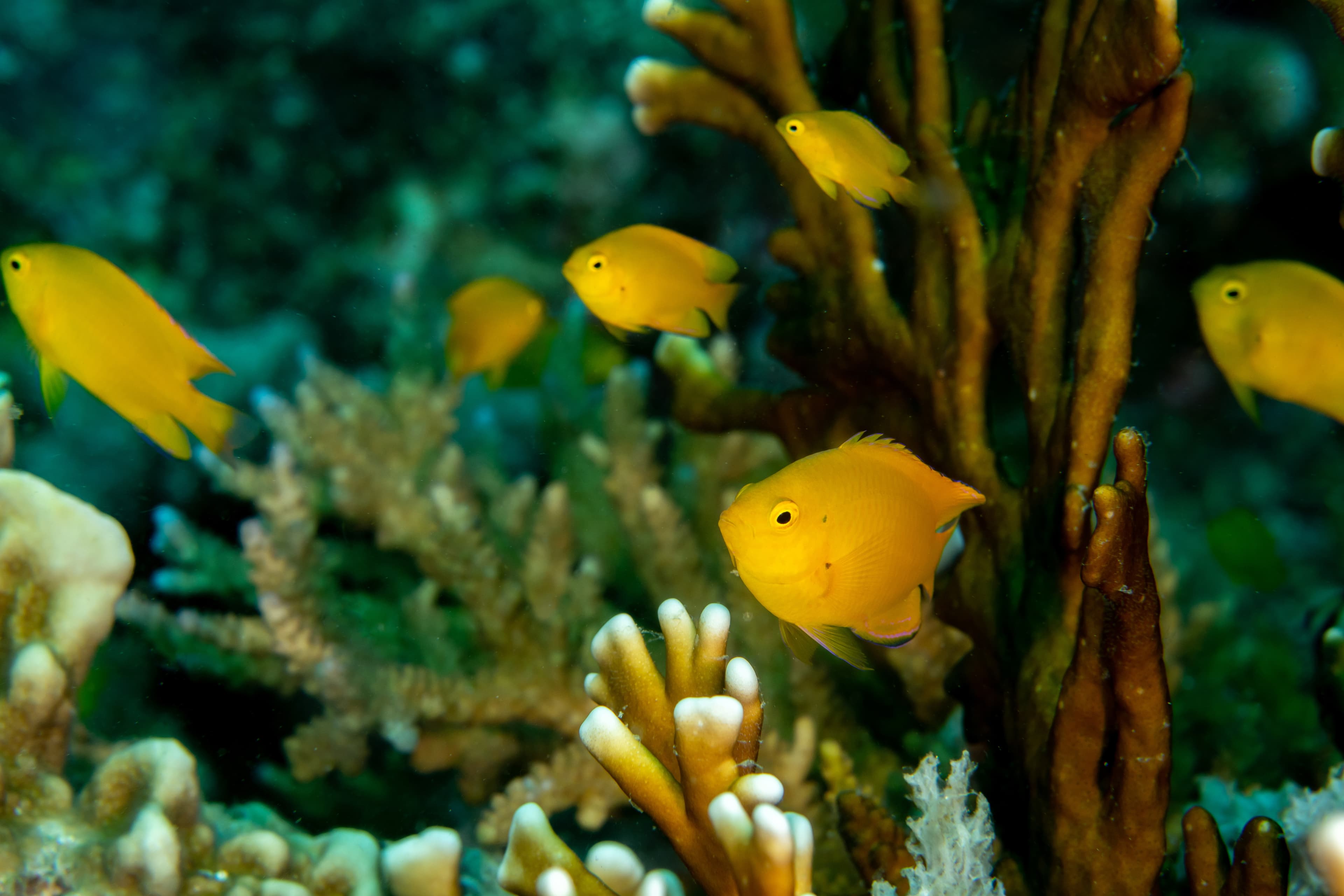 Lemon Damselfish (Pomacentrus moluccensis), Andaman Sea