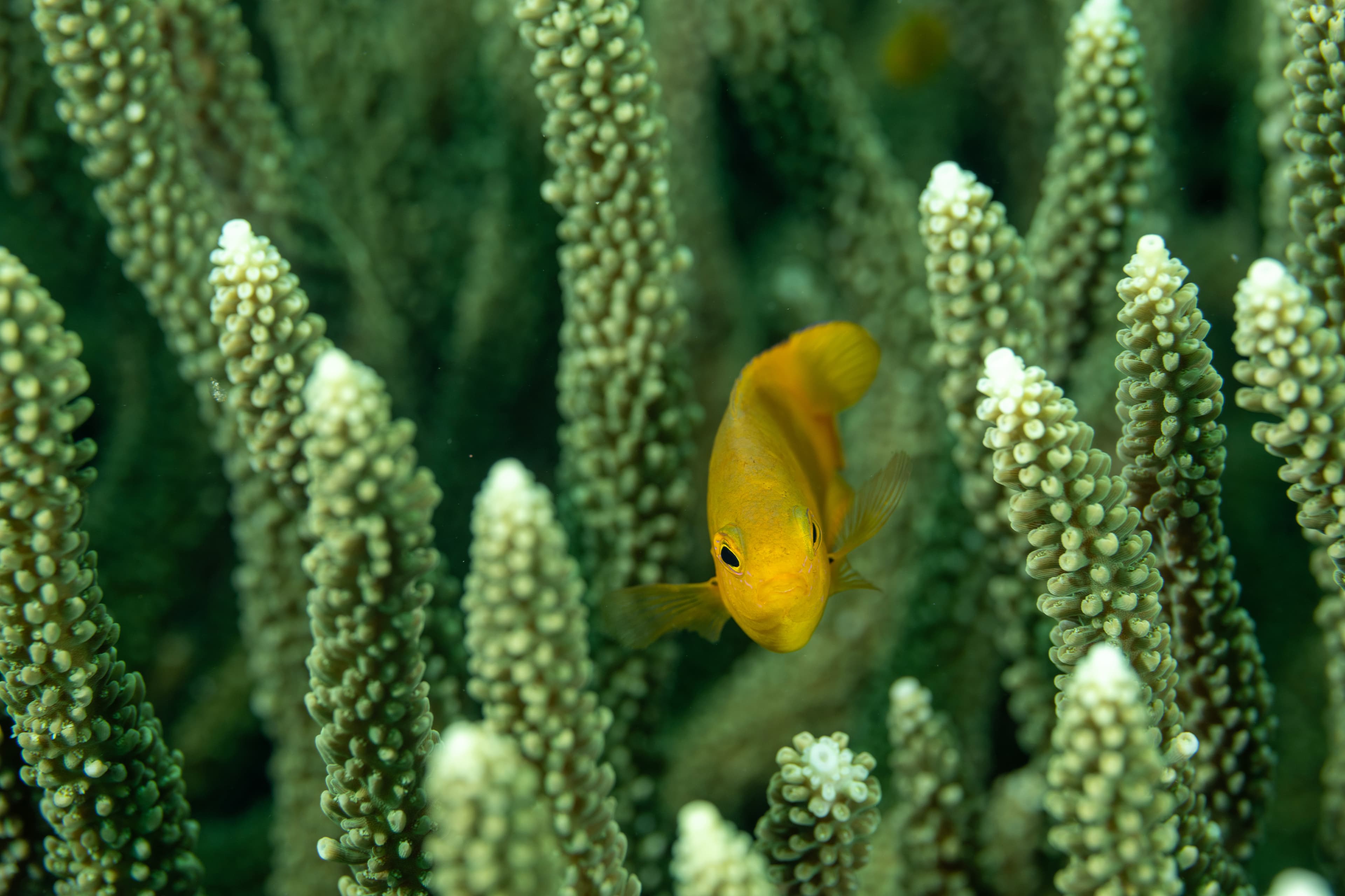 Lemon Damselfish (Pomacentrus moluccensis), Raja Ampat, Indonesia