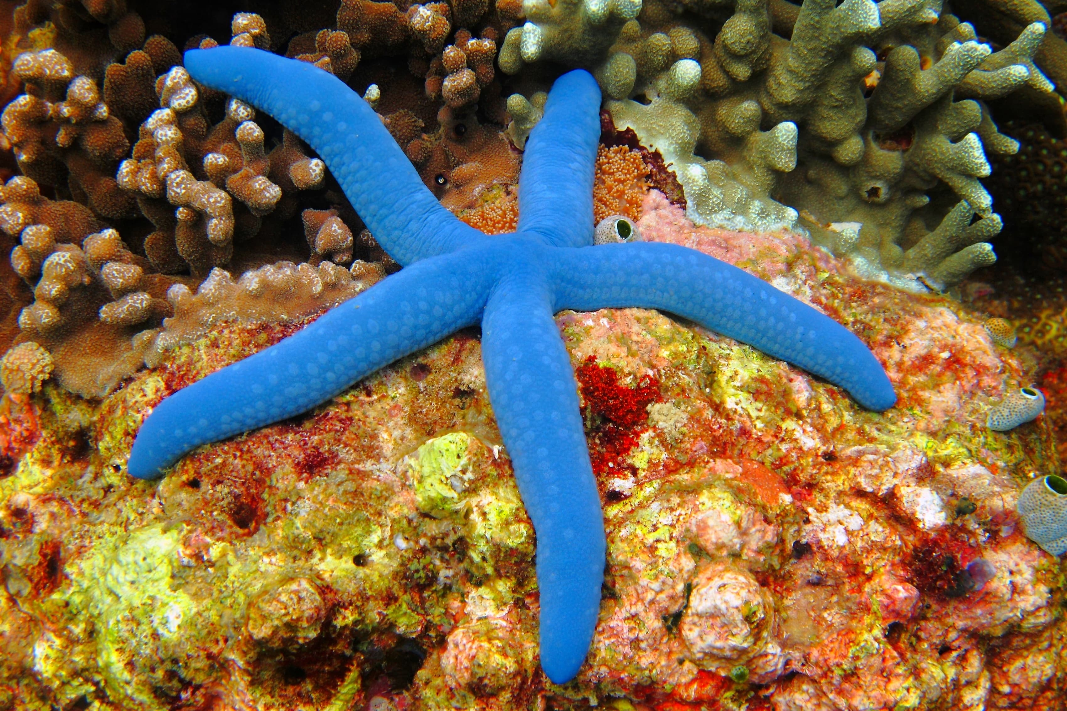 Blue Linckia (Linckia laevigata)