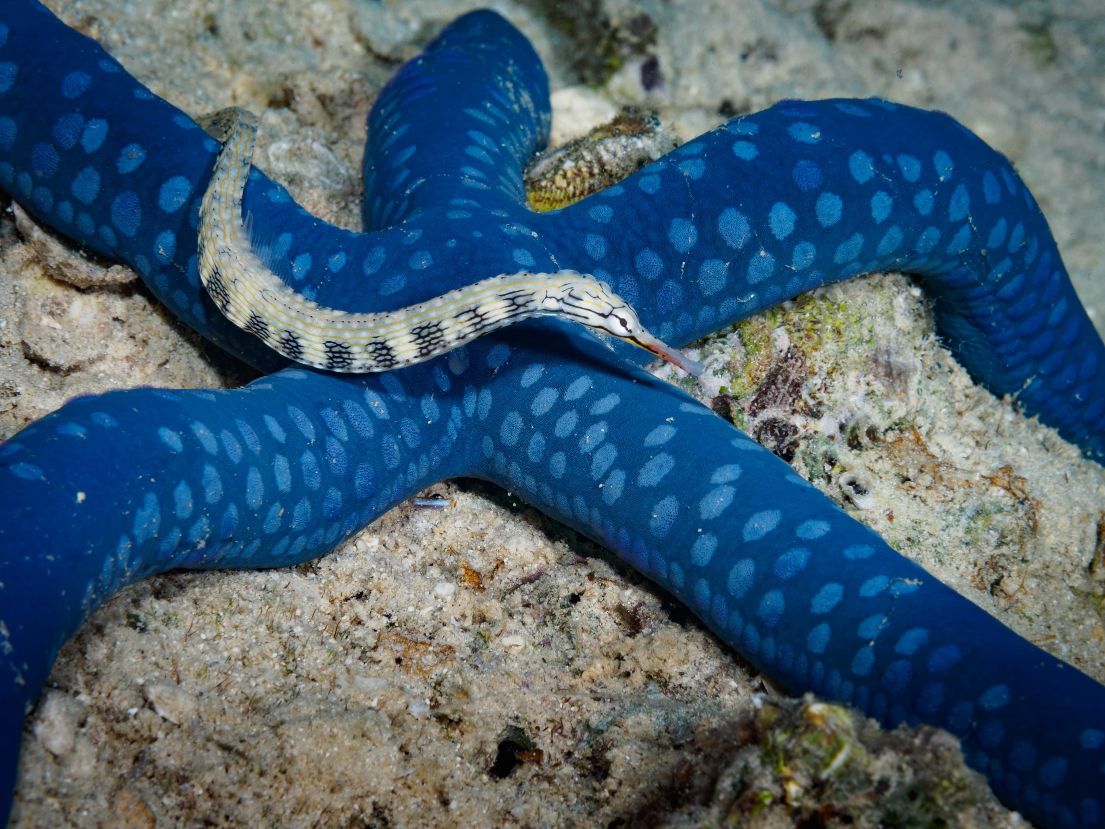 Pipefish on Blue Linckia (Linckia laevigata)