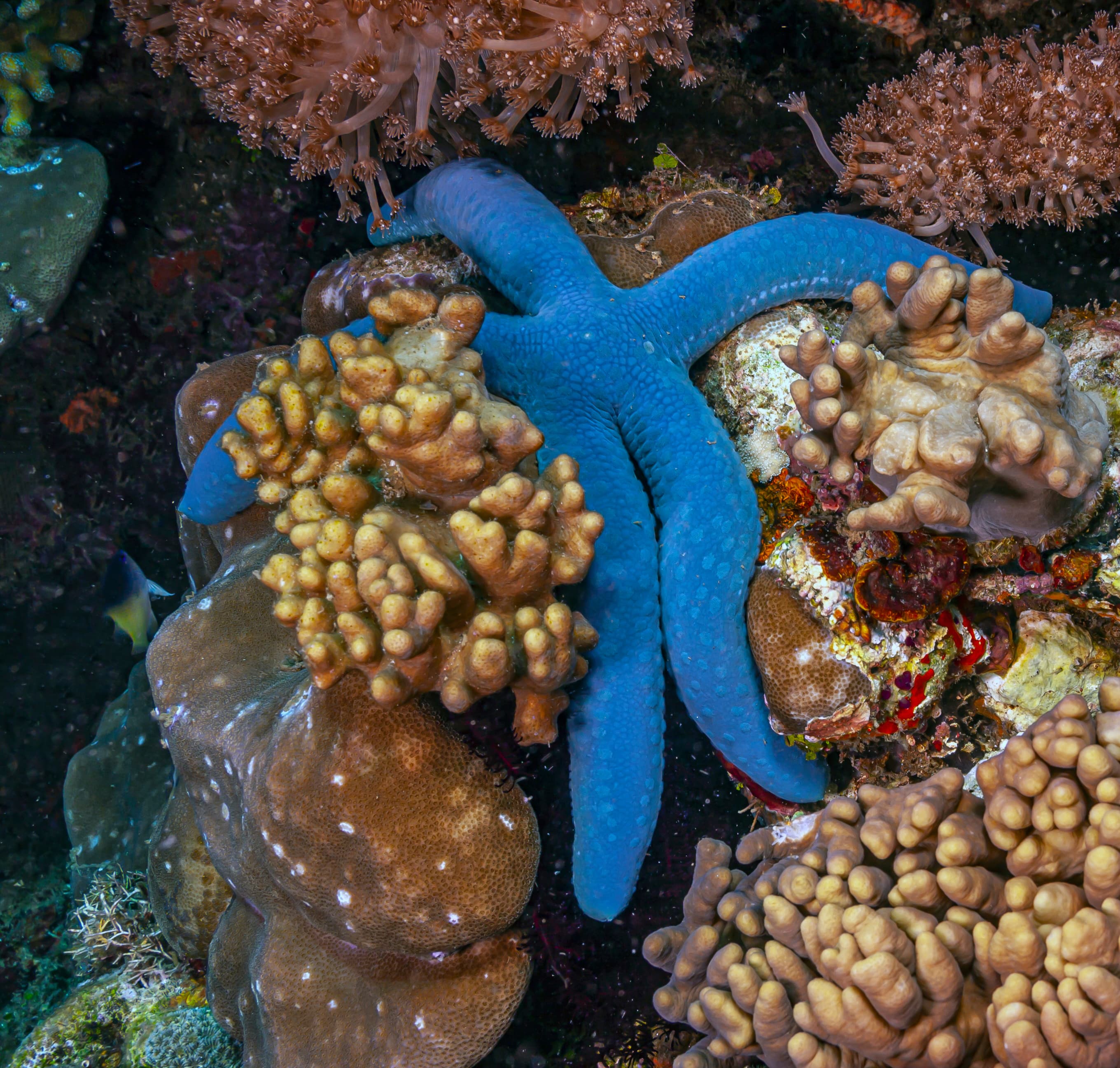 Blue Linckia (Linckia laevigata)