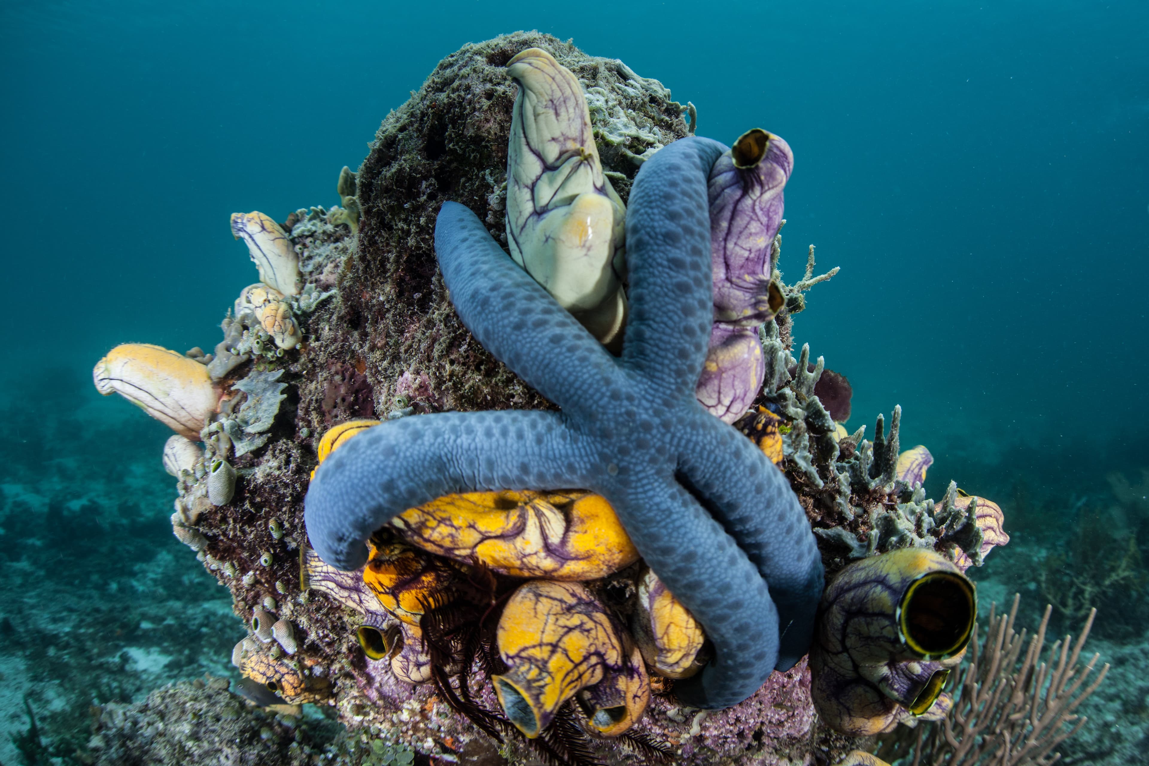 Blue Linckia (Linckia laevigata) on rock with sea squirts