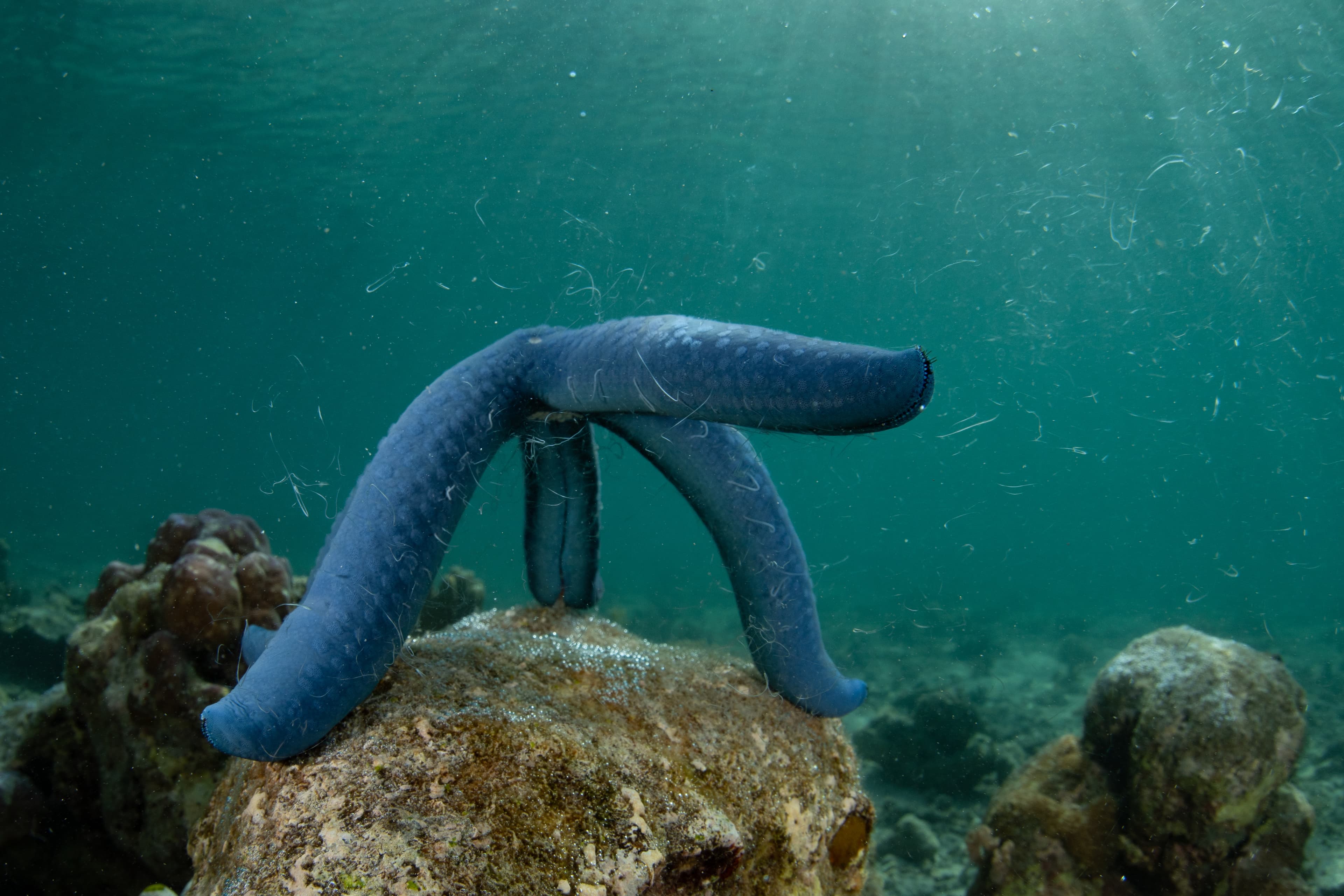 Blue Linckia (Linckia laevigata) releases gametes as it spawns on a reef in Indonesia