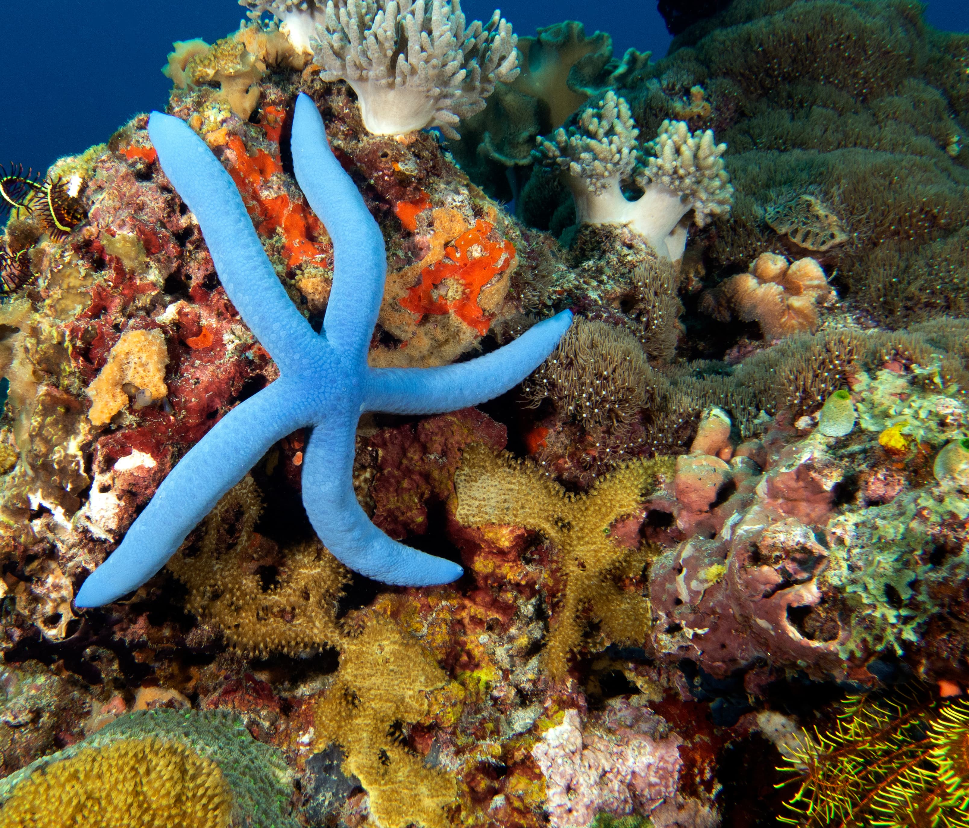 A Blue Linckia (Linckia laevigata) in a shallow reef, Apo Island, Philippines