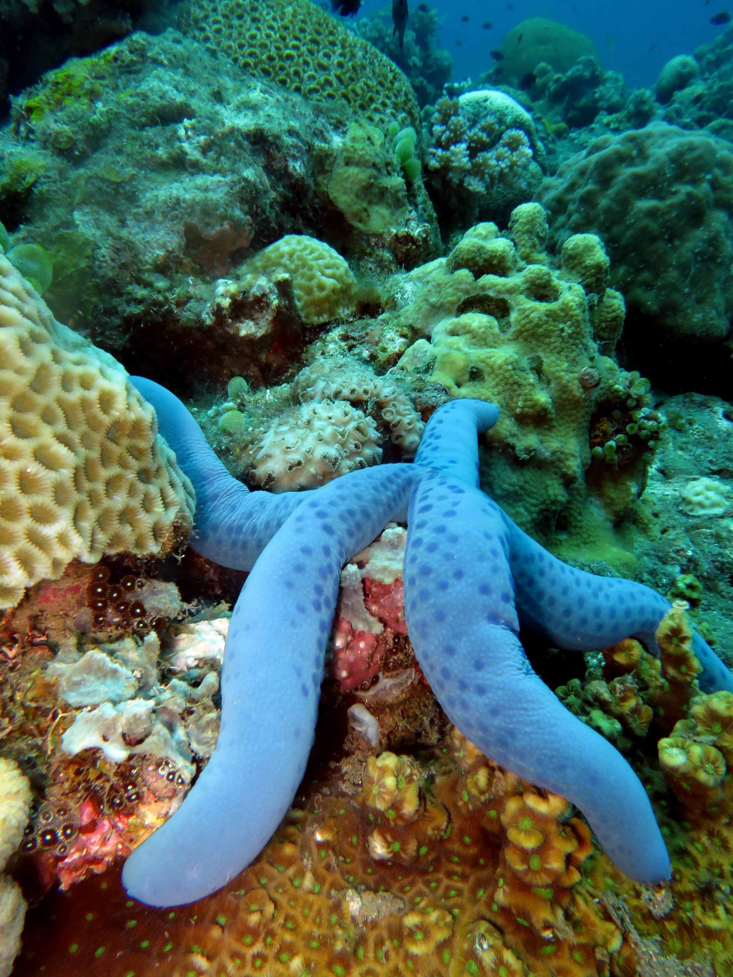 Blue Linckia (Linckia laevigata)