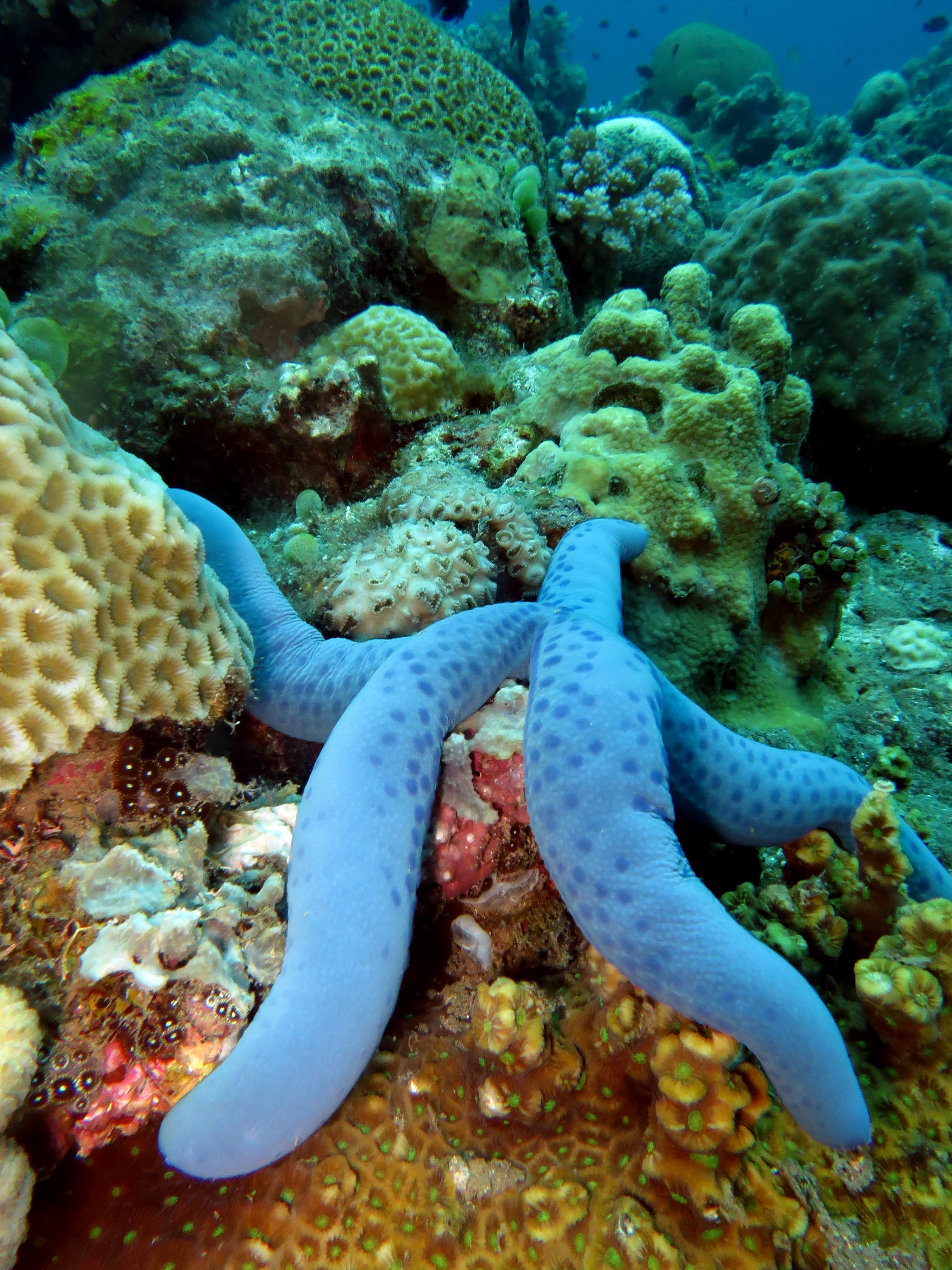 Blue Linckia (Linckia laevigata)