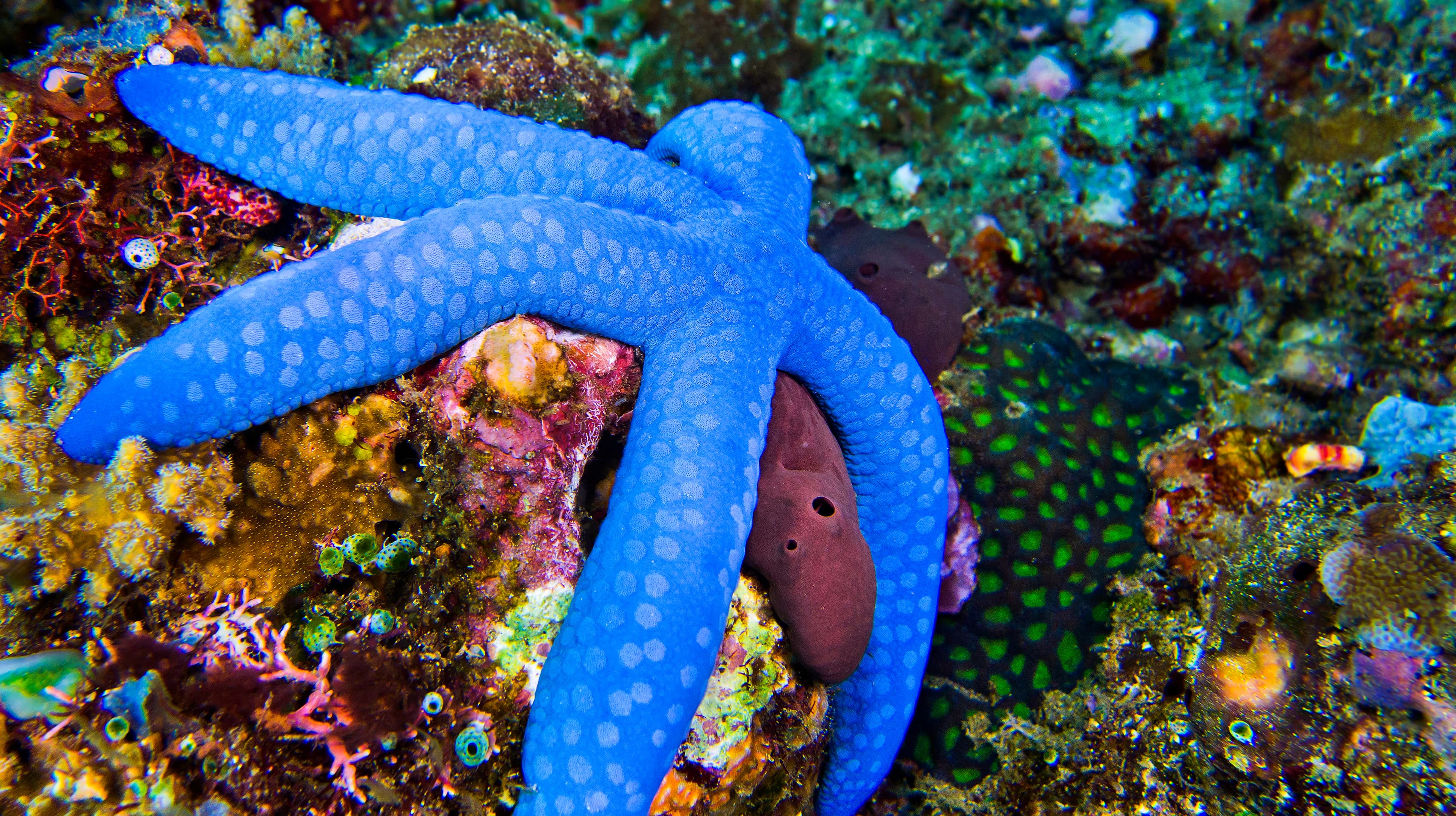 Blue Linckia (Linckia laevigata), Lembeh, North Sulawesi, Indonesia, Asia