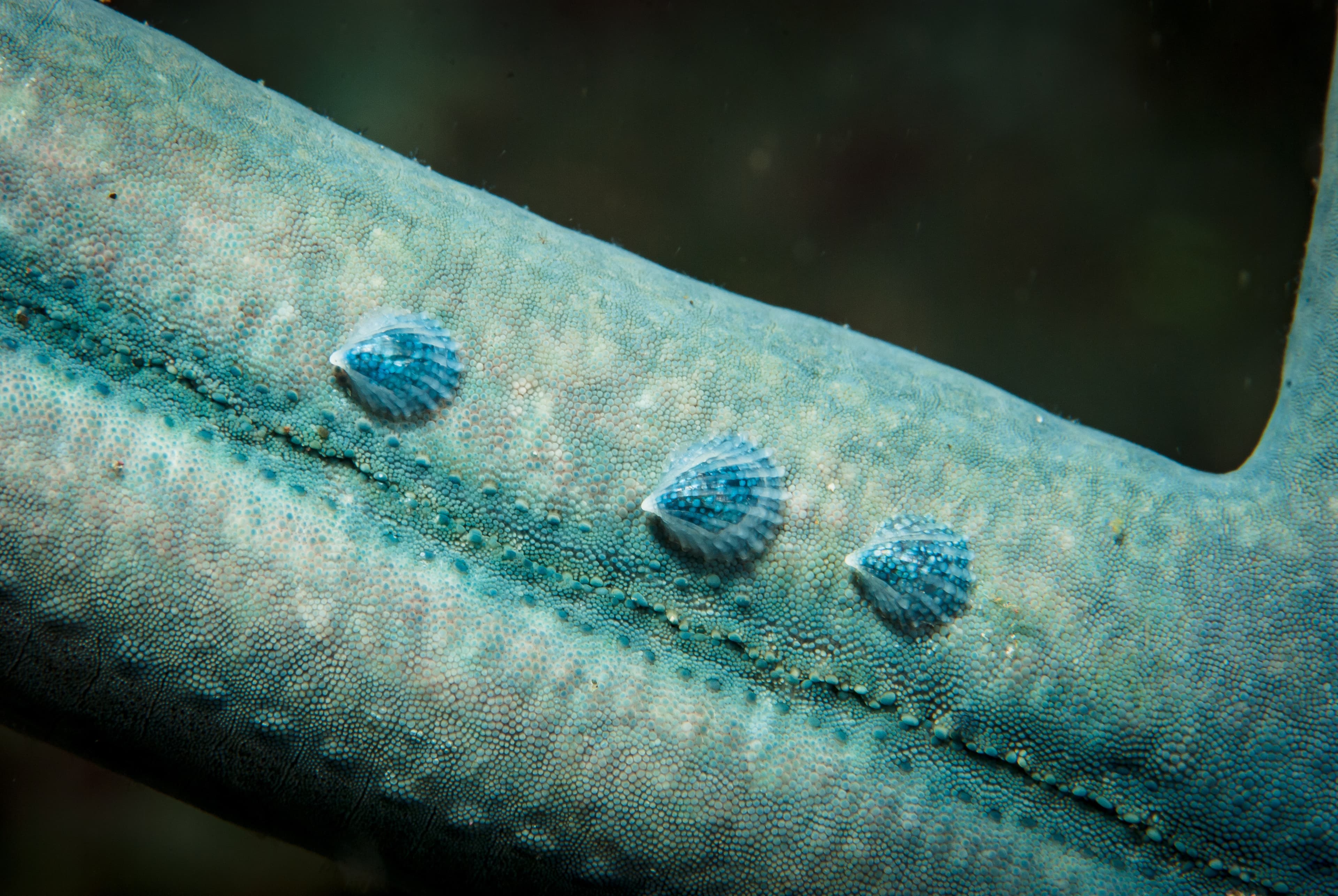 Crystalline Sea Star Snails (Thyca crystallina)