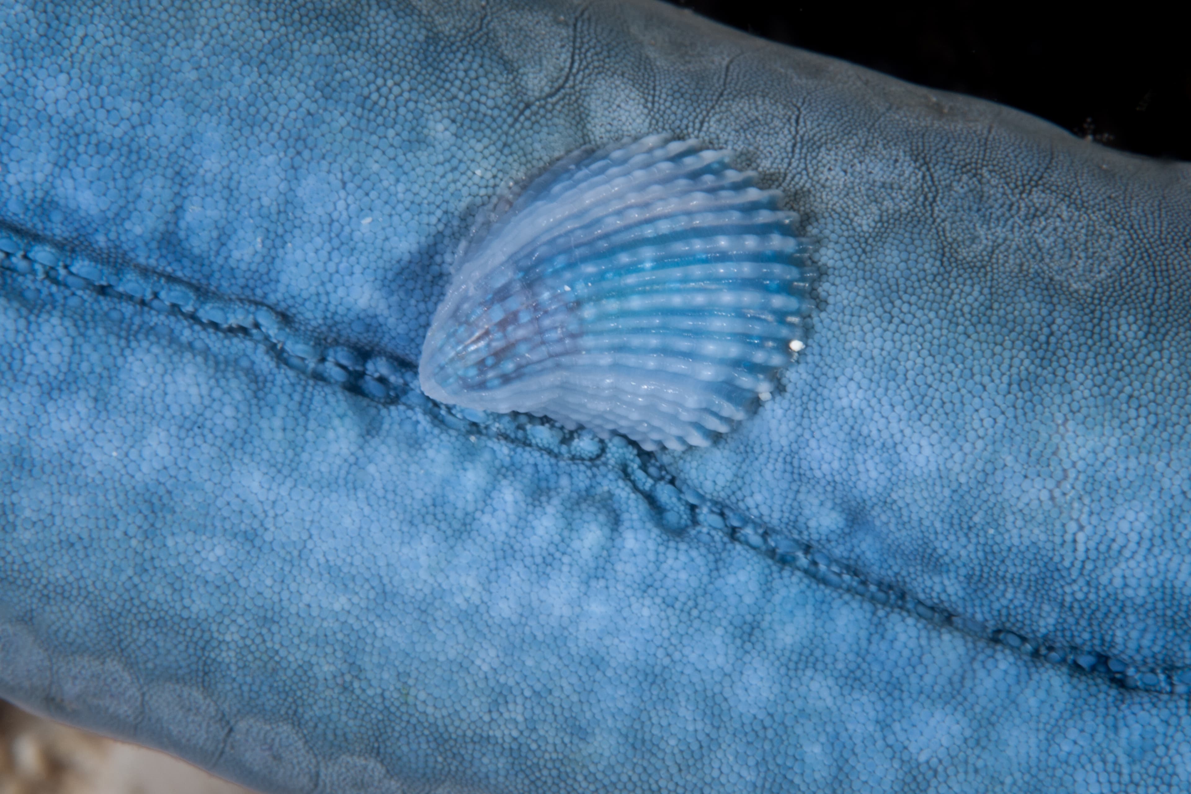 Crystalline Sea Star Snail (Thyca crystallina), Philippines