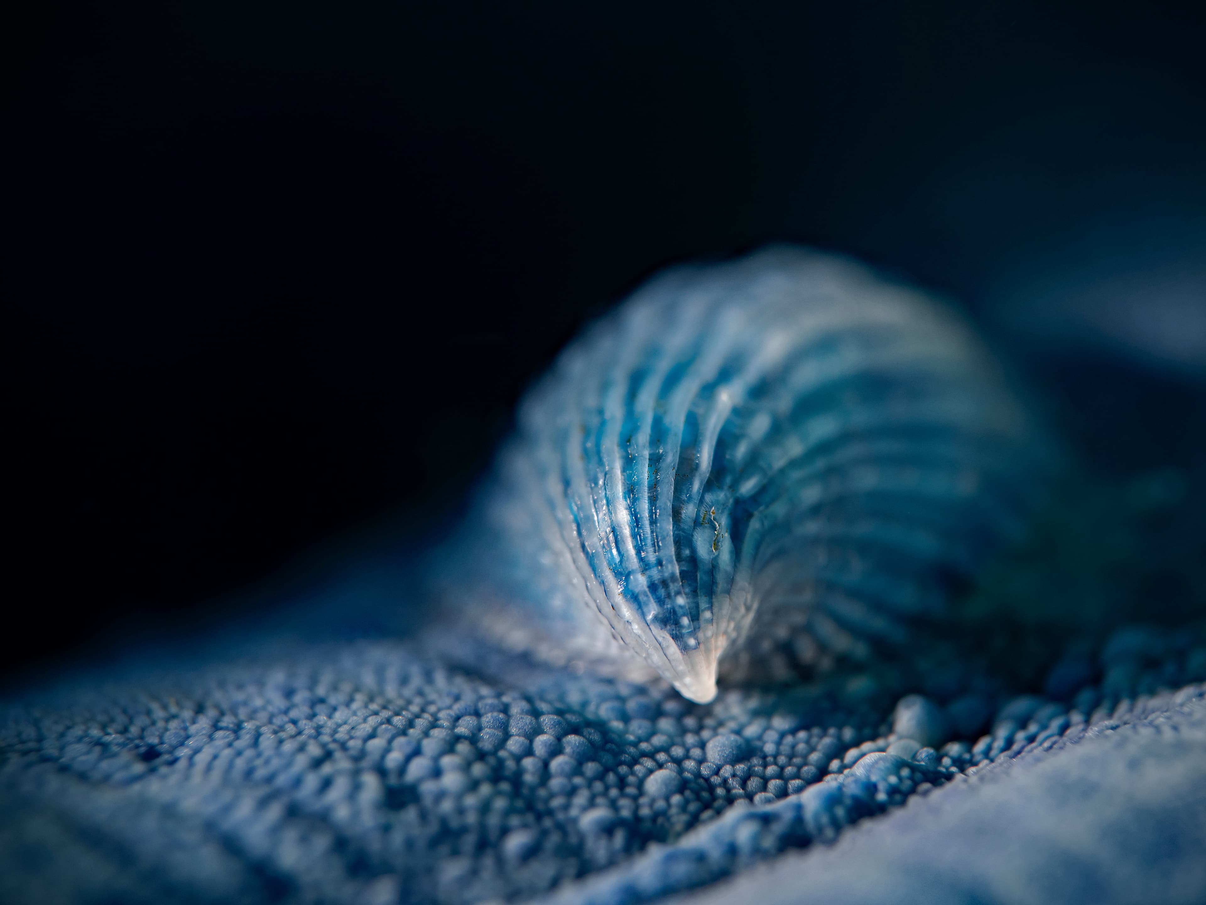 Crystalline Sea Star Snail (Thyca crystallina)