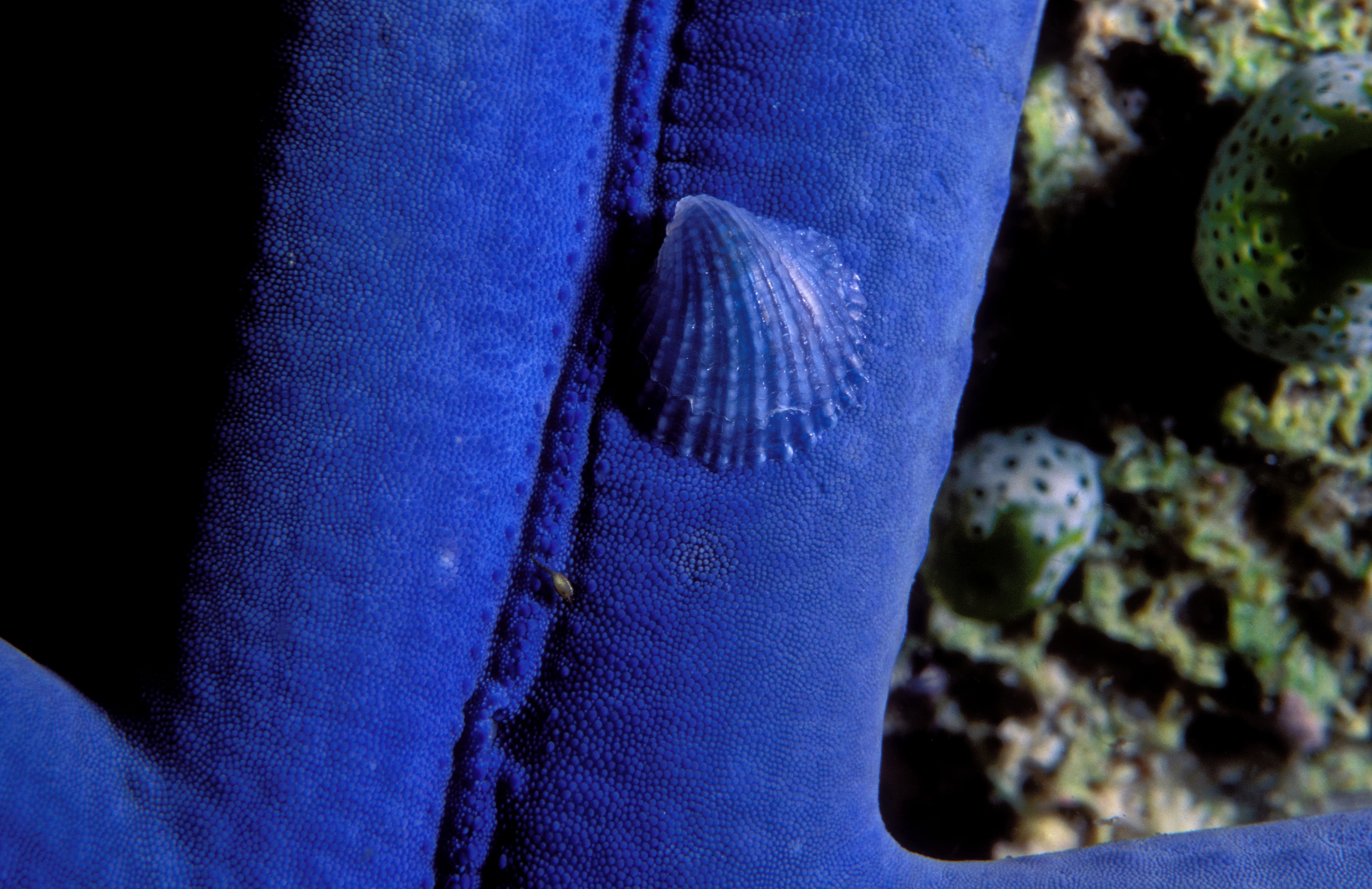 Crystalline Sea Star Snail (Thyca crystallina), Sulawesi, Indonesia