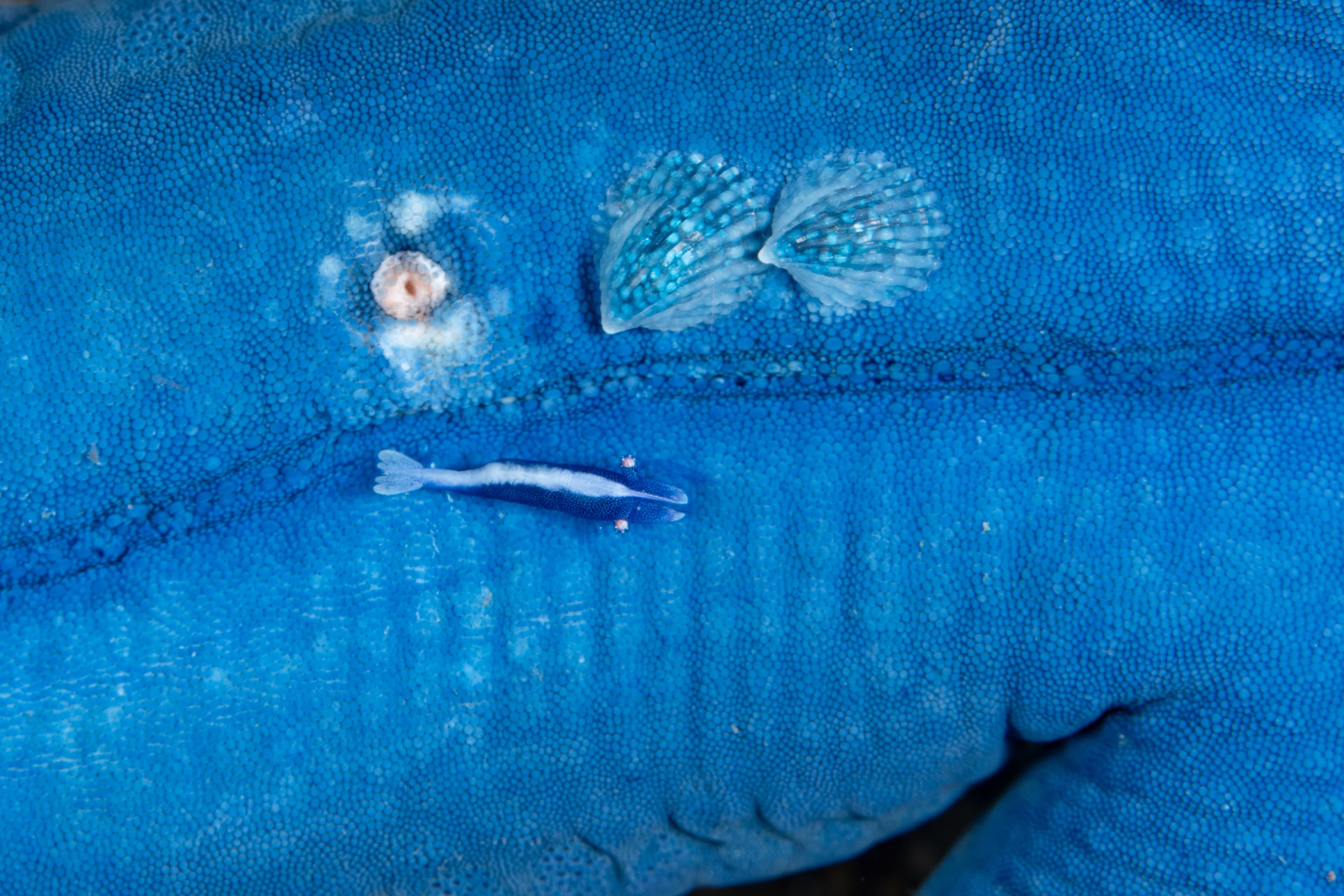 Parasitic Crystalline Sea Star Snails (Thyca crystallina) and a commensalistic Sea Star Shrimp (Periclimenes soror) on a Blue Linckia, Indonesia