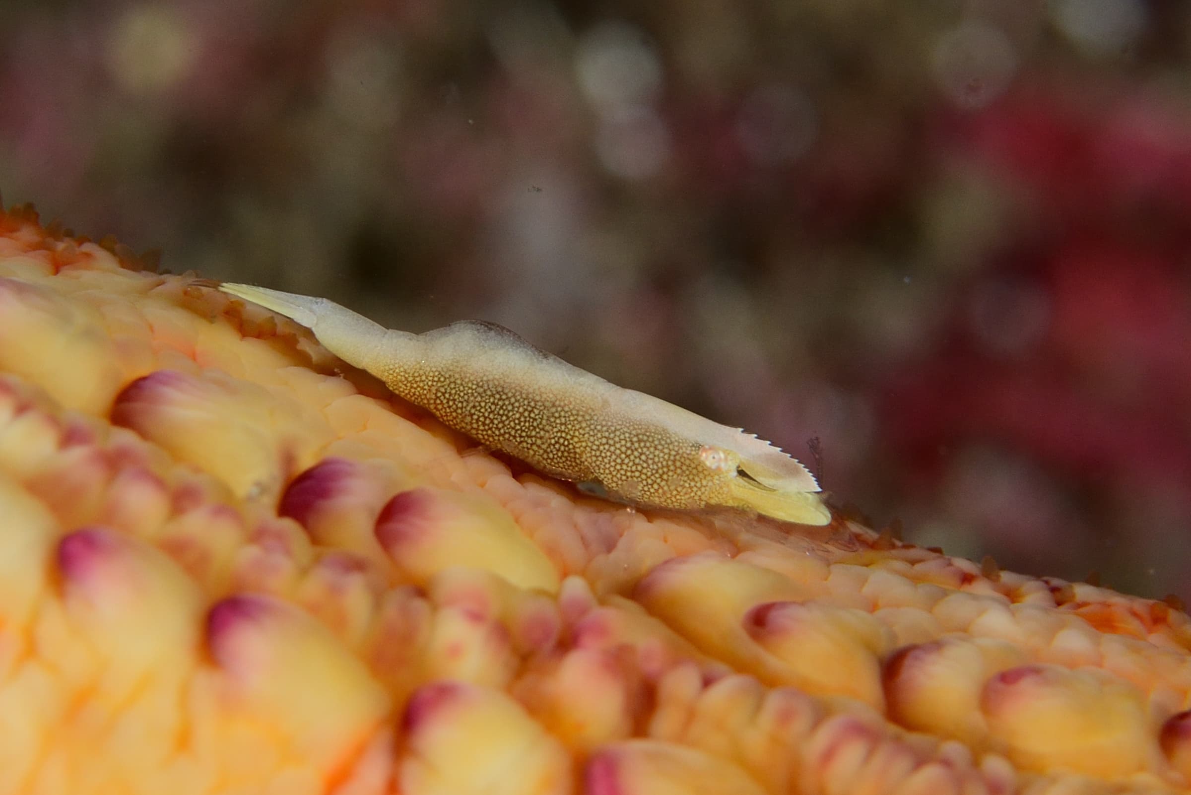 Sea Star Shrimp (Periclimenes soror)