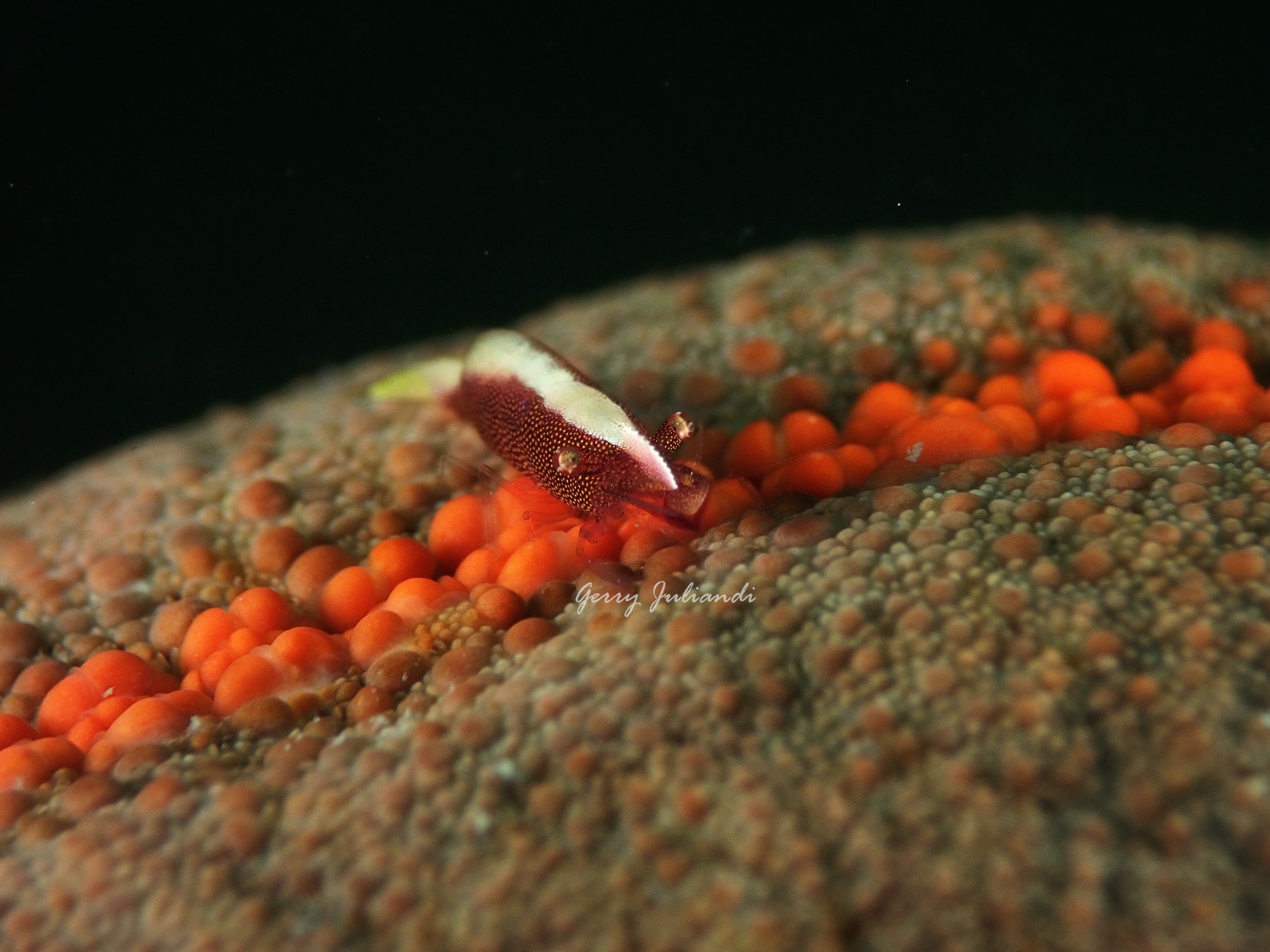 Sea Star Shrimp (Periclimenes soror)