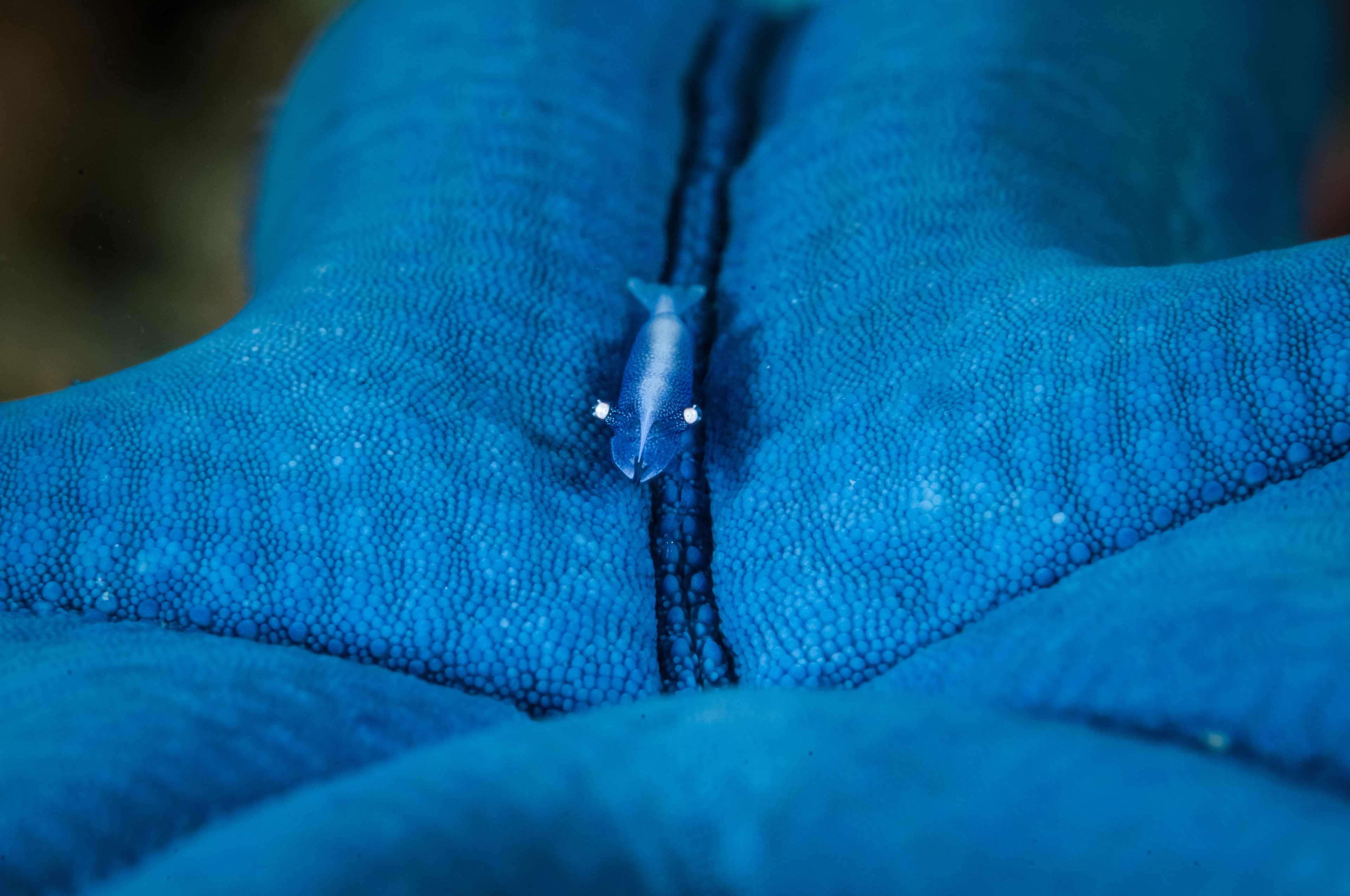 Sea Star Shrimp (Periclimenes soror) on Blue Linckia (Linckia laevigata), Gorontalo