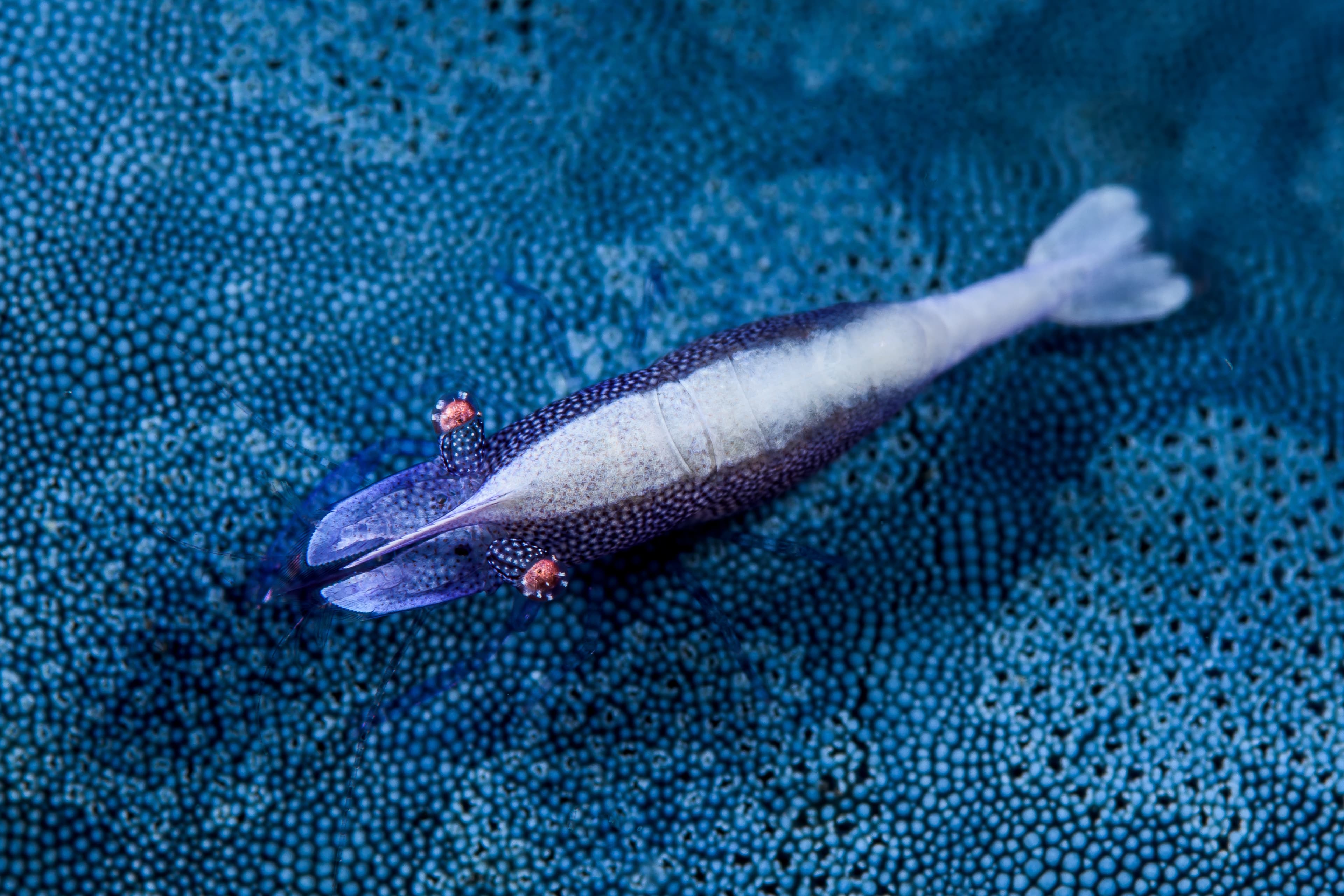 Sea Star Shrimp (Periclimenes soror) on blue sea star