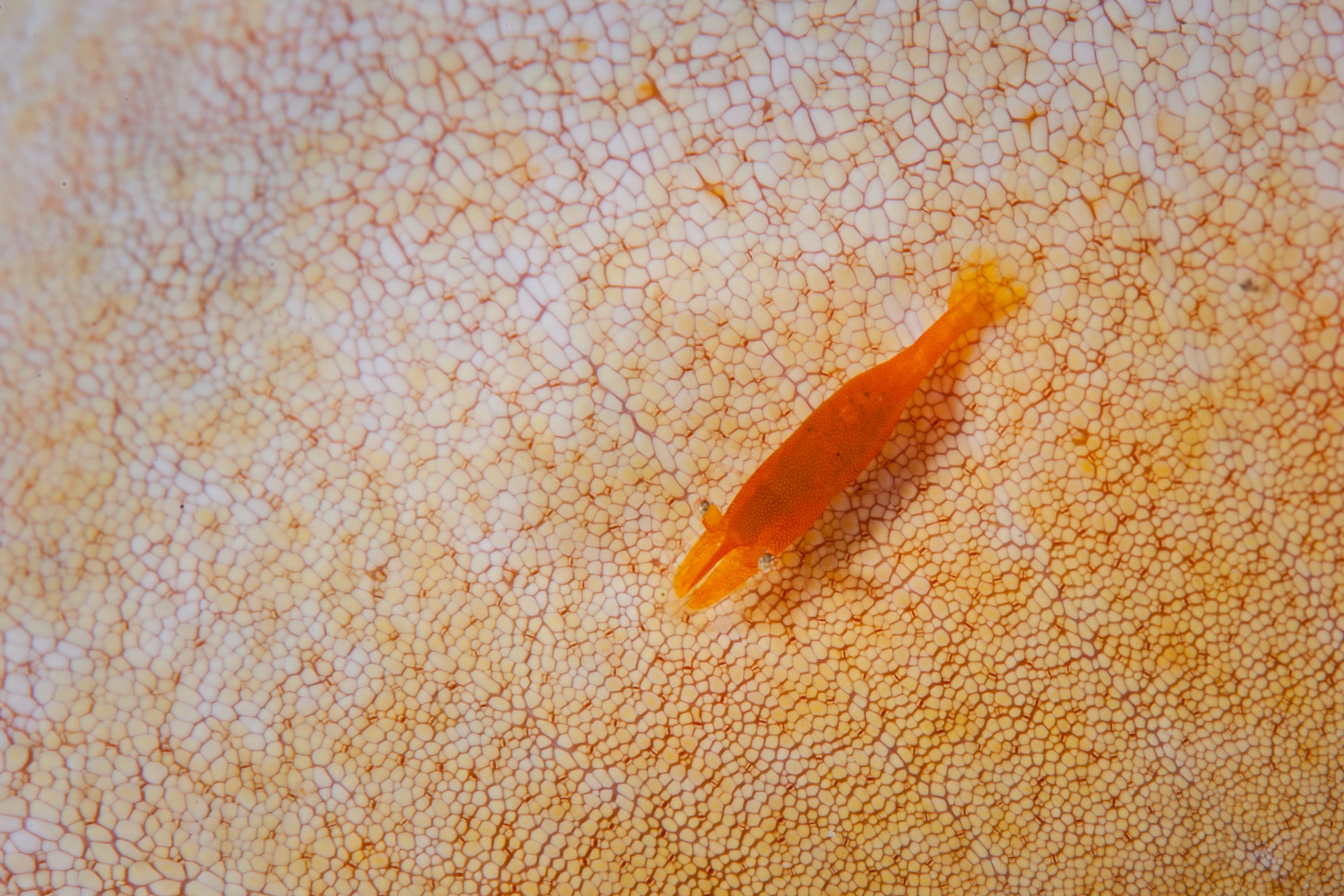 A tiny Sea Star Shrimp (Periclimenes soror) found on the textured surface of a Pincushion Sea Star, Indonesia