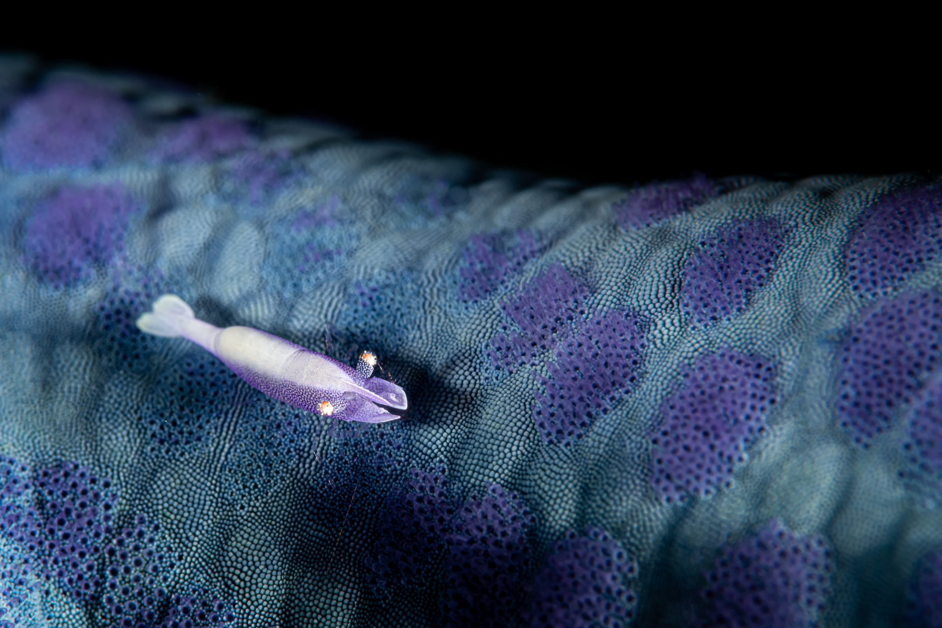 Sea Star Shrimp (Periclimenes soror) on blue sea star