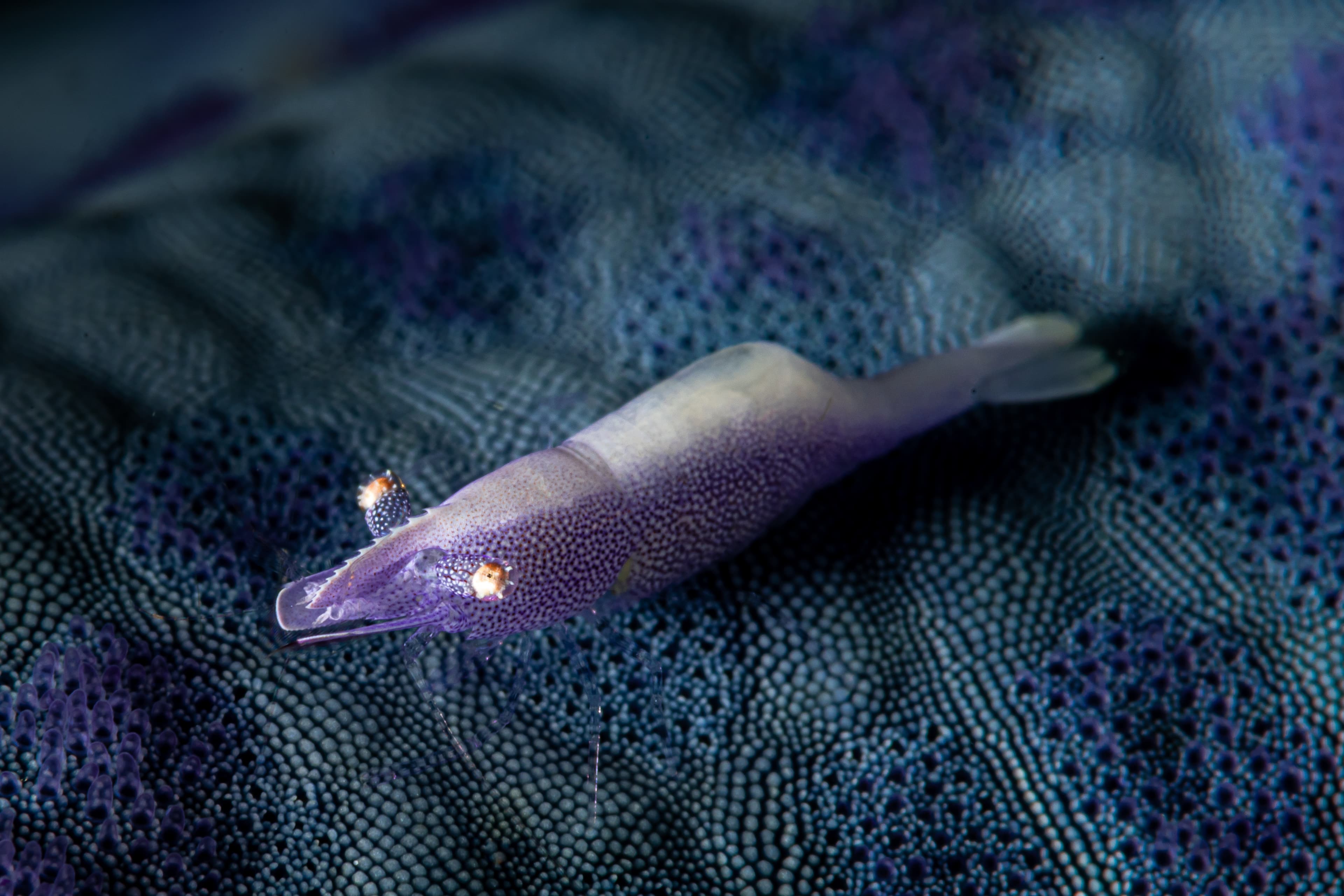 Sea Star Shrimp (Periclimenes soror) on blue sea star