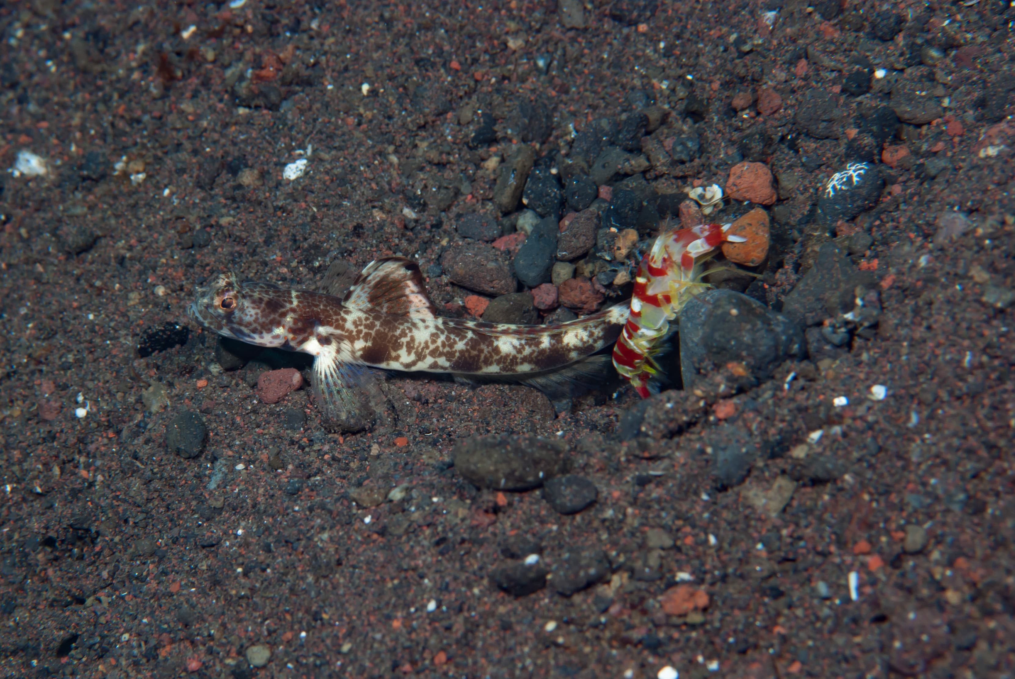 Monster Shrimp Goby (Tomiyamichtys oni) and Randall's Pistol Shrimp (Alpheus randalli)