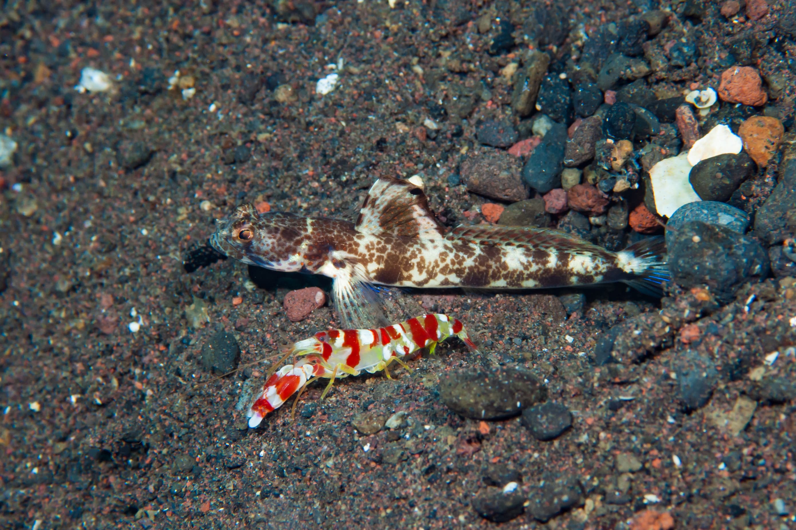 Monster Shrimp Goby (Tomiyamichtys oni) and Randall's Pistol Shrimp (Alpheus randalli)