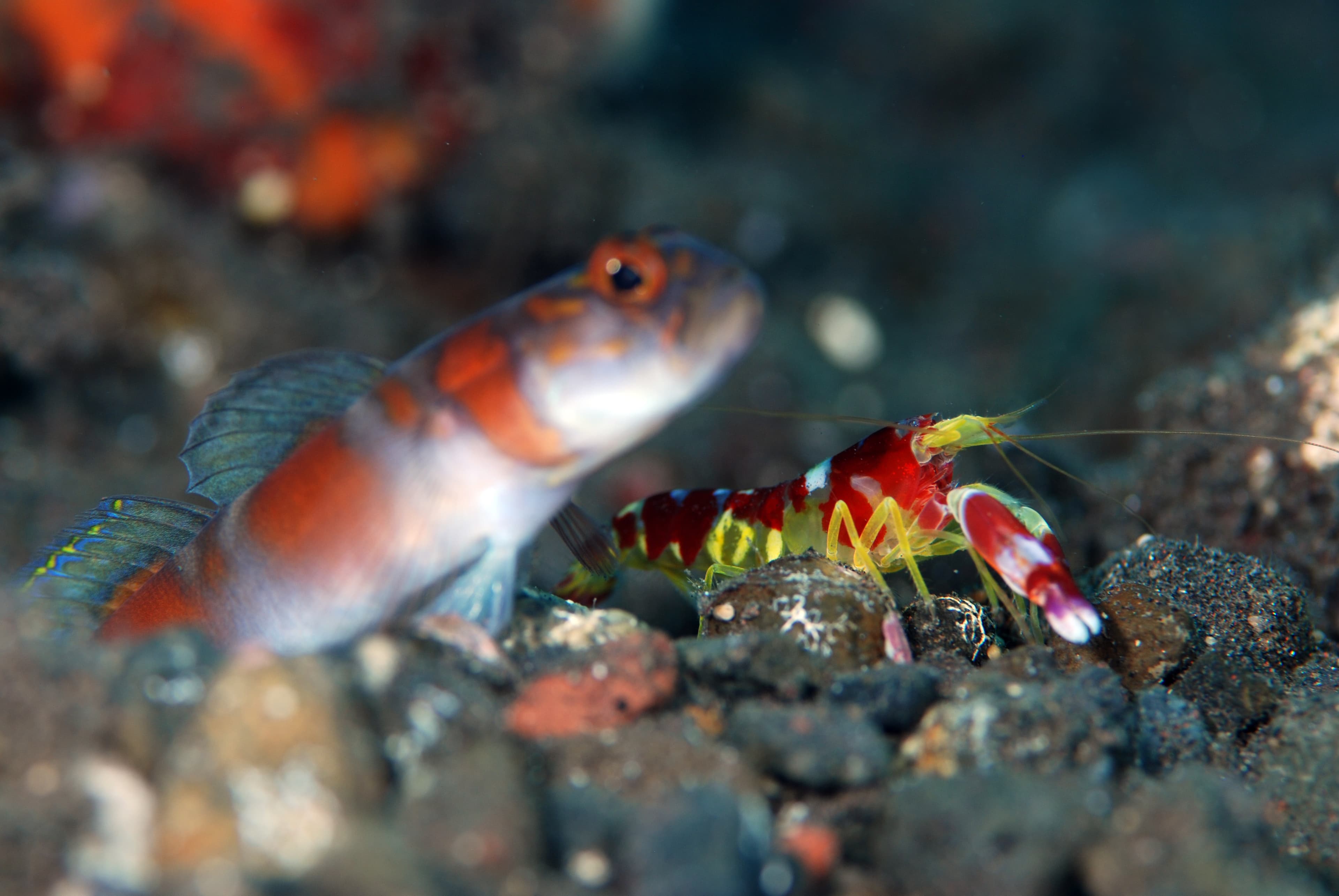 Flagtail Shrimpgoby (Amblyeleotris yanoi) live together with Randall's Pistol Shrimp (Alpheus randalli), Tulamben, Bali, Indonesia