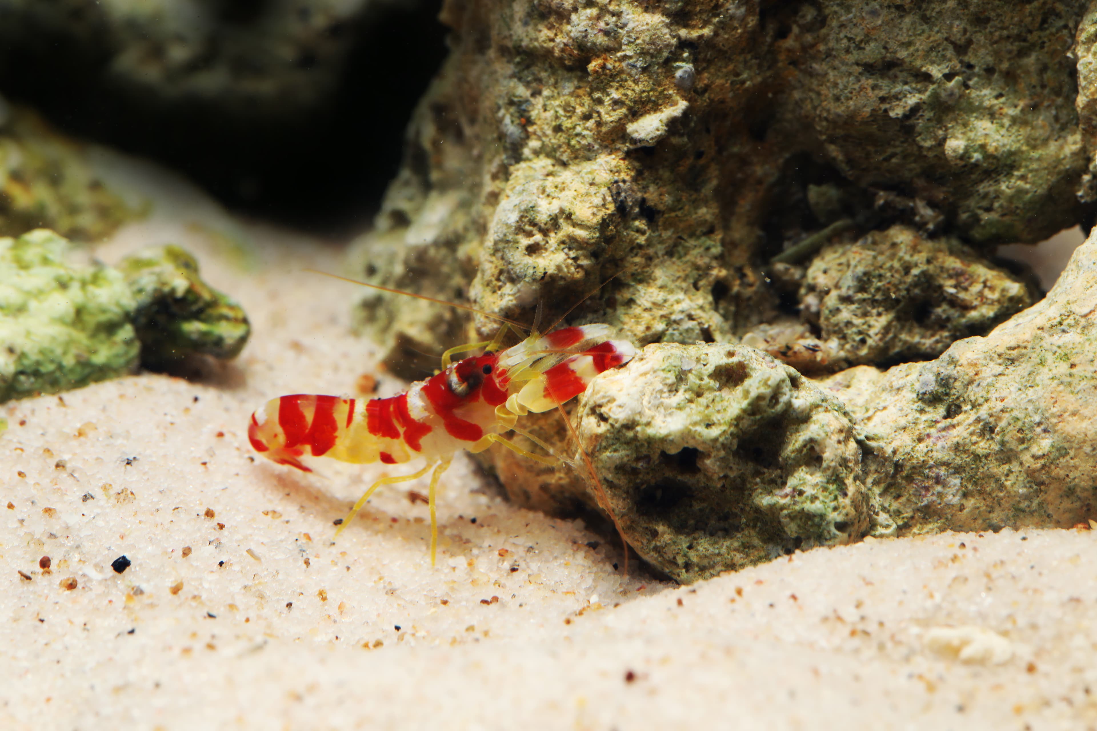 Randall's Pistol Shrimp (Alpheus randalli)