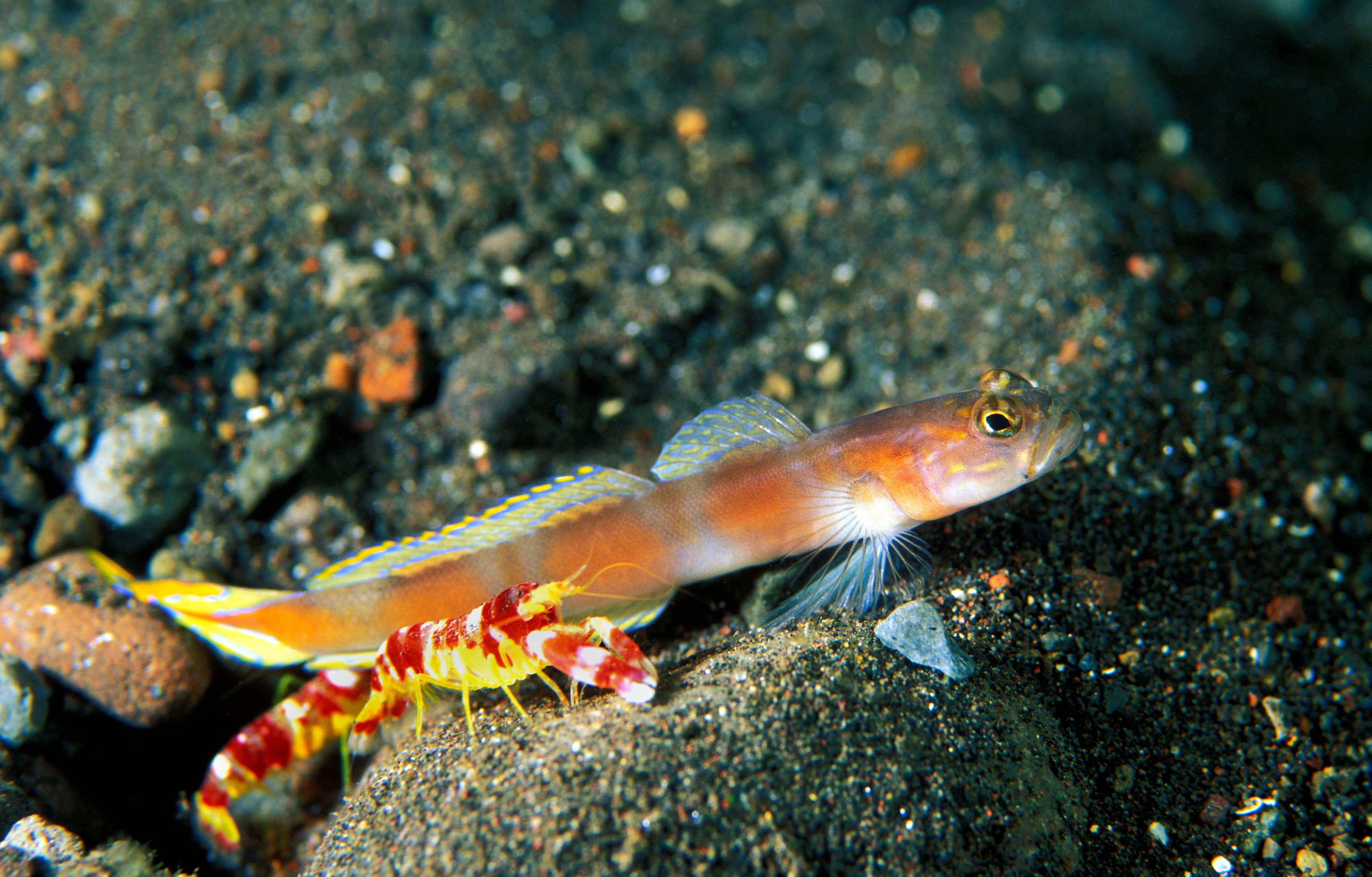 Flagtail Shrimpgoby (Amblyeleotris yanoi) and Randall's Pistol Shrimp (Alpheus randalli), Sulawesi, Indonesia