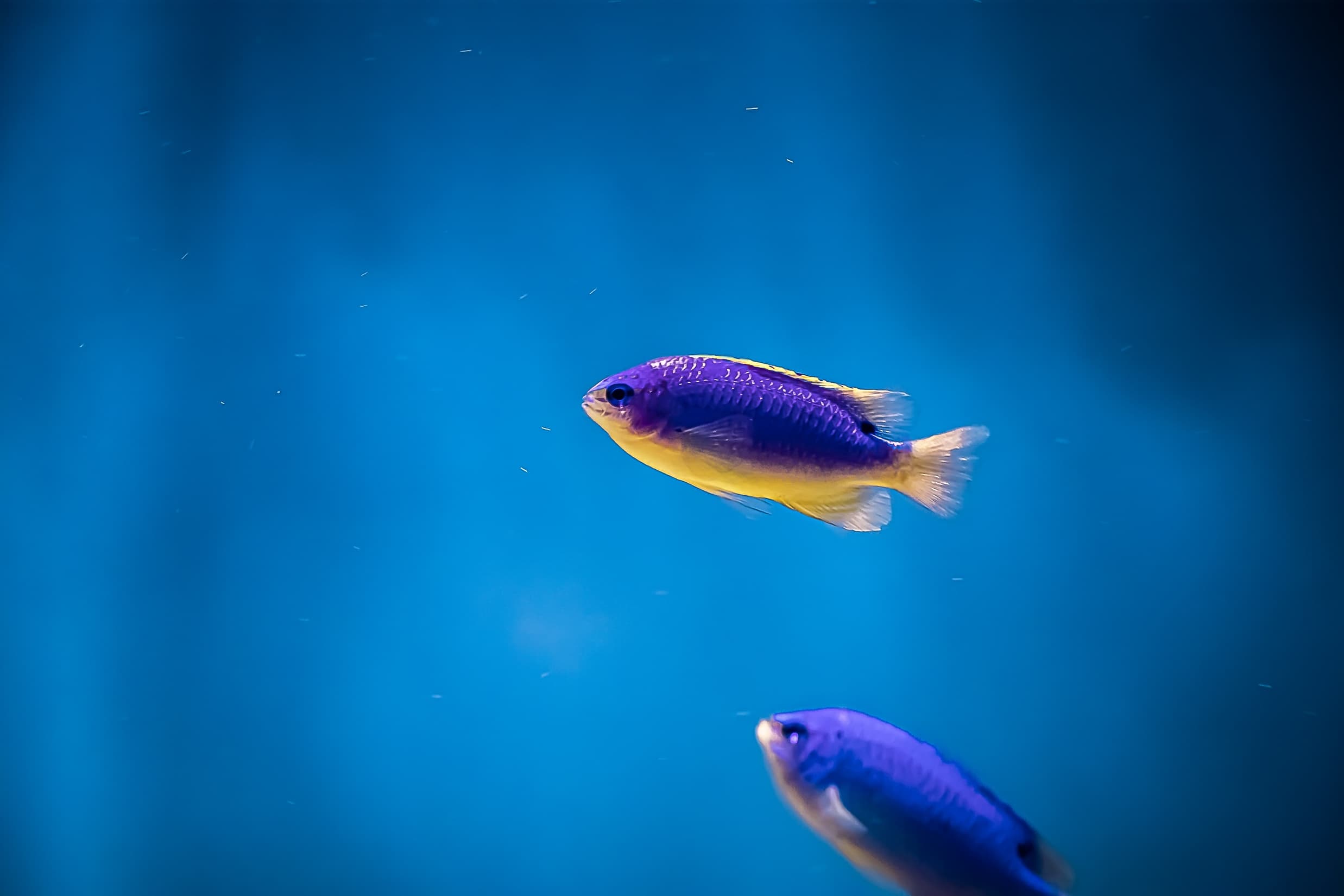 Beautiful violet-yellow Southseas Devil (Chrysiptera taupou)