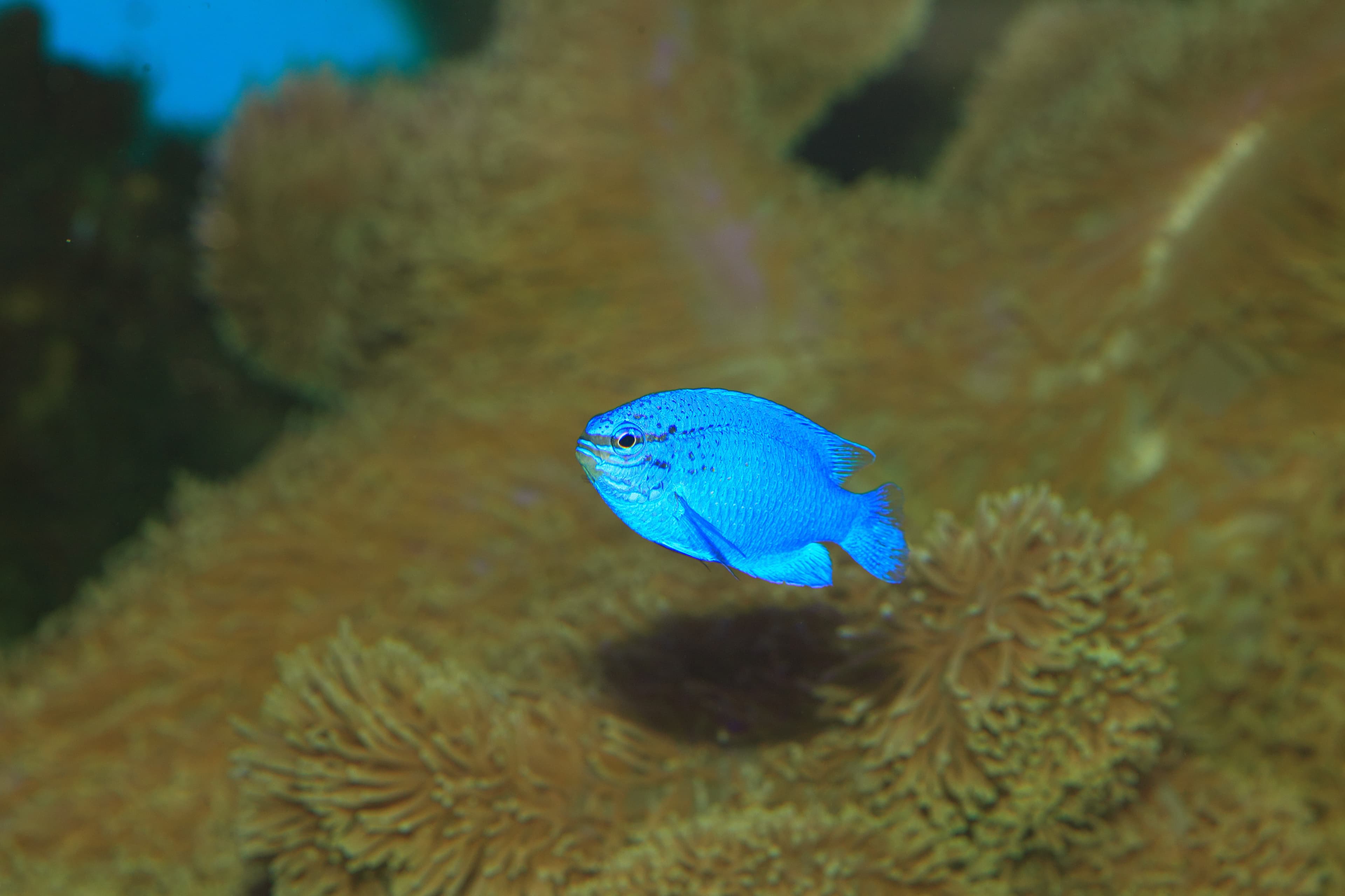 Blue Devil (Chrysiptera cyanea) in Japan