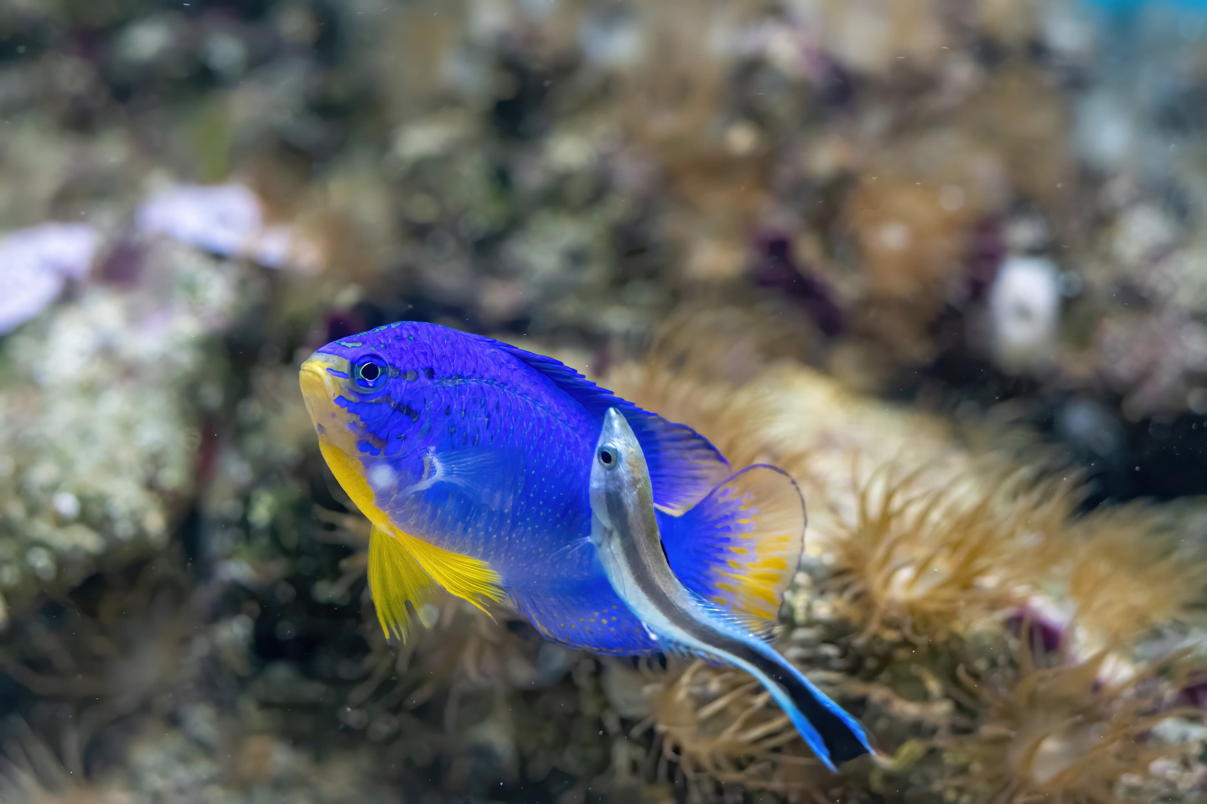 Blue Devil (Chrysiptera cyanea) with False Cleanerfish