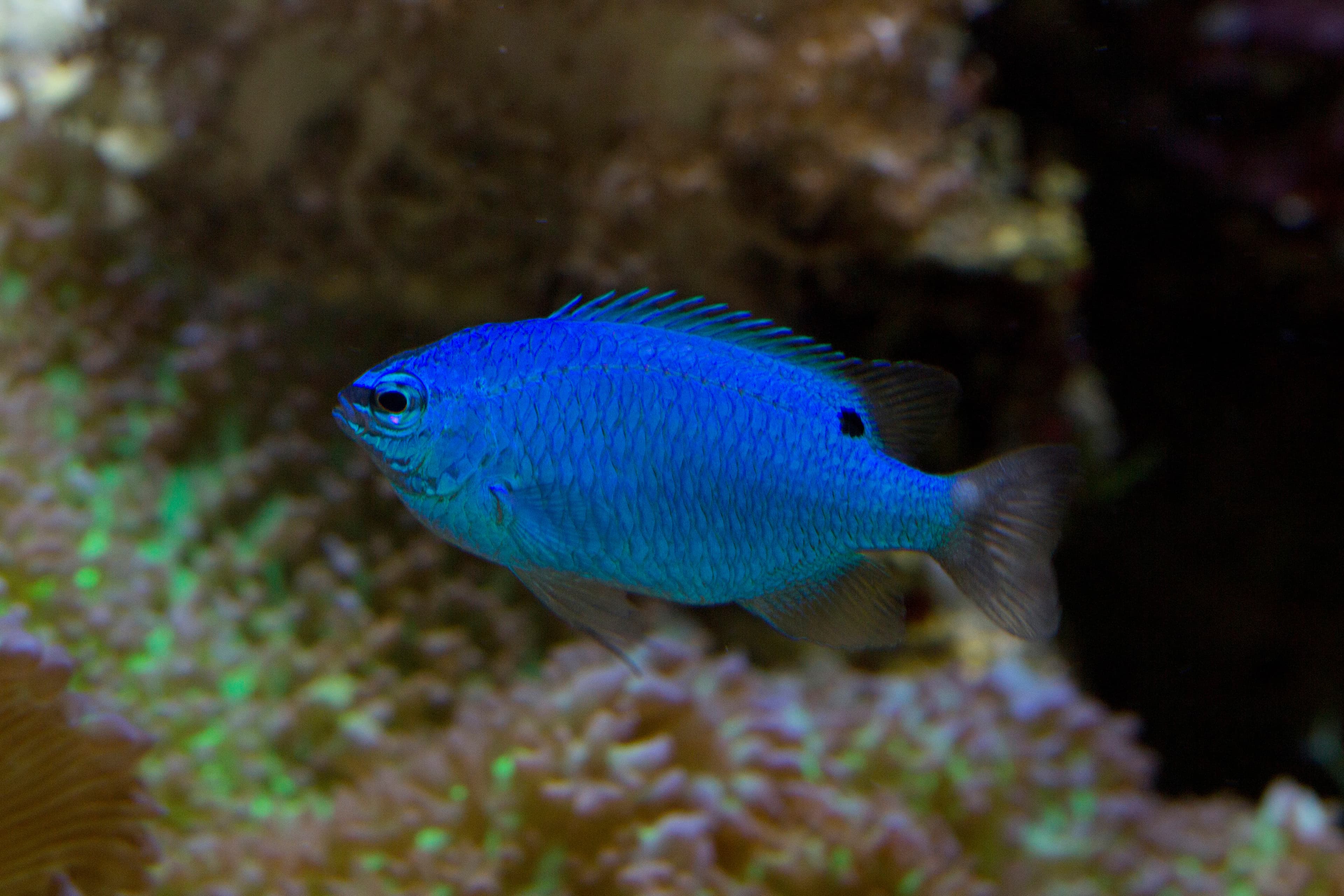 Blue Devil (Chrysiptera cyanea)