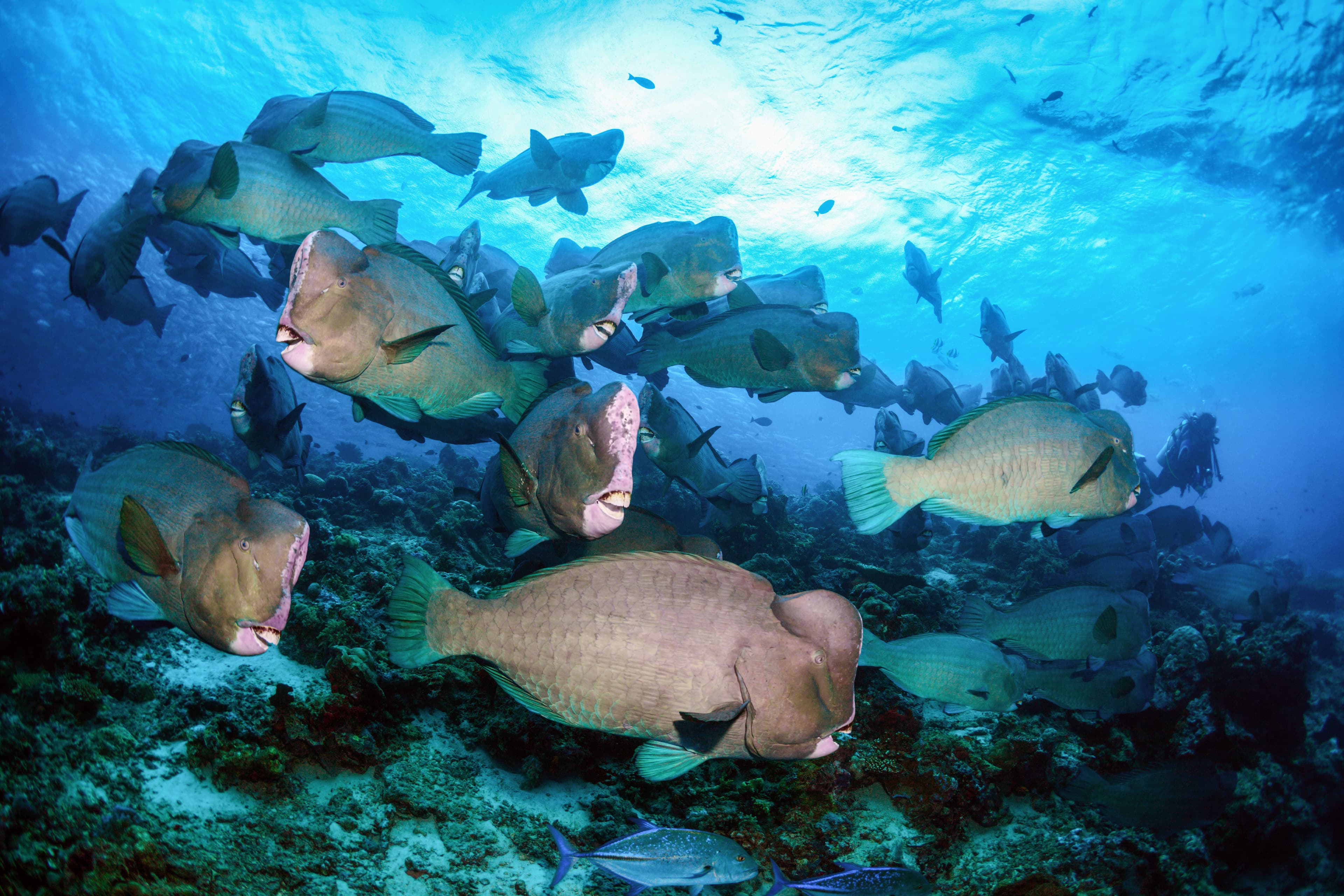 Bumphead Parrotfish (Bolbometopon muricatum) flock on the coral reefs of Sipadan Island