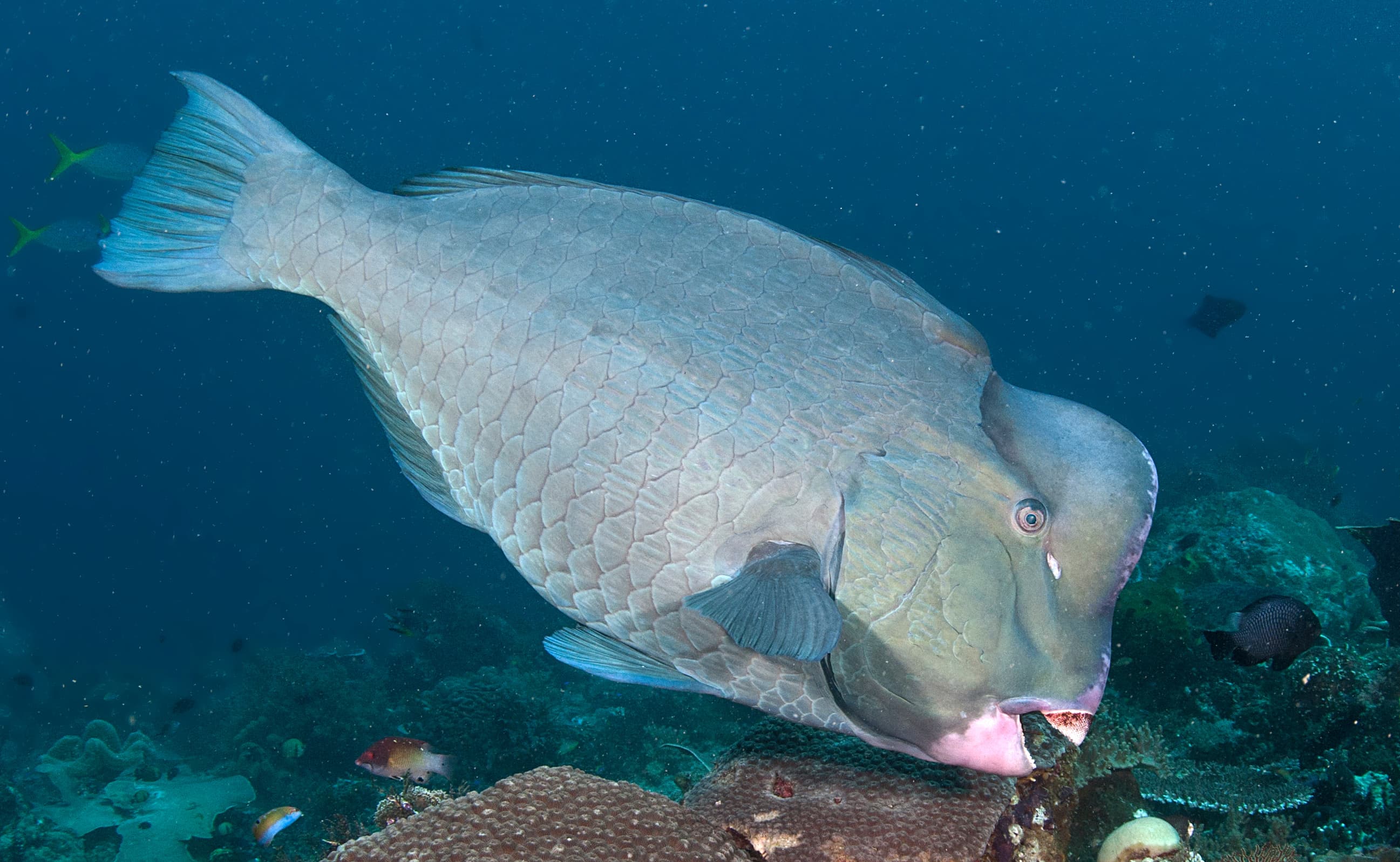 Bumphead Parrotfish (Bolbometopon muricatum) feeding