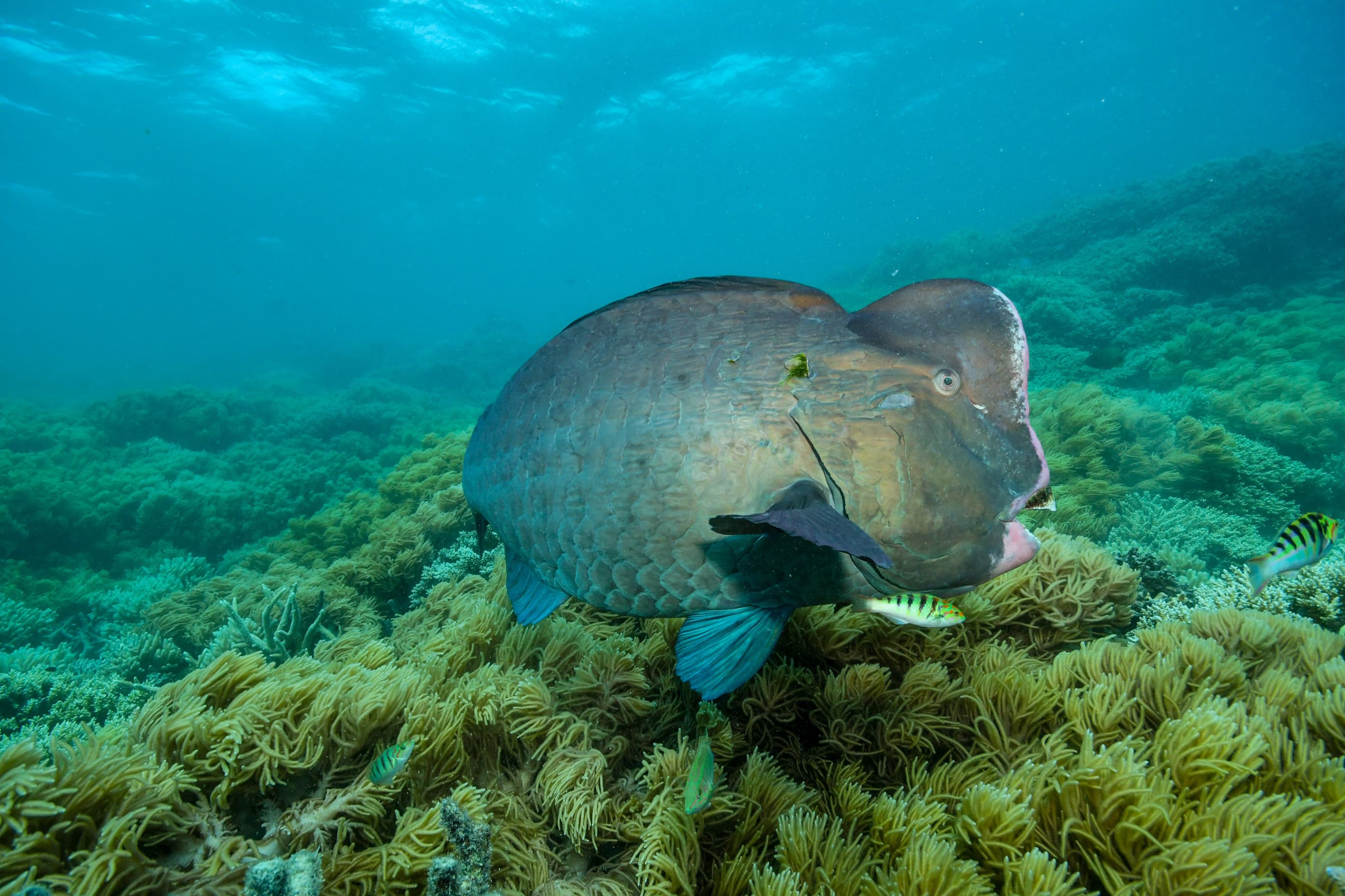 Bumphead Parrotfish (Bolbometopon muricatum) in the Great Barrier Reef