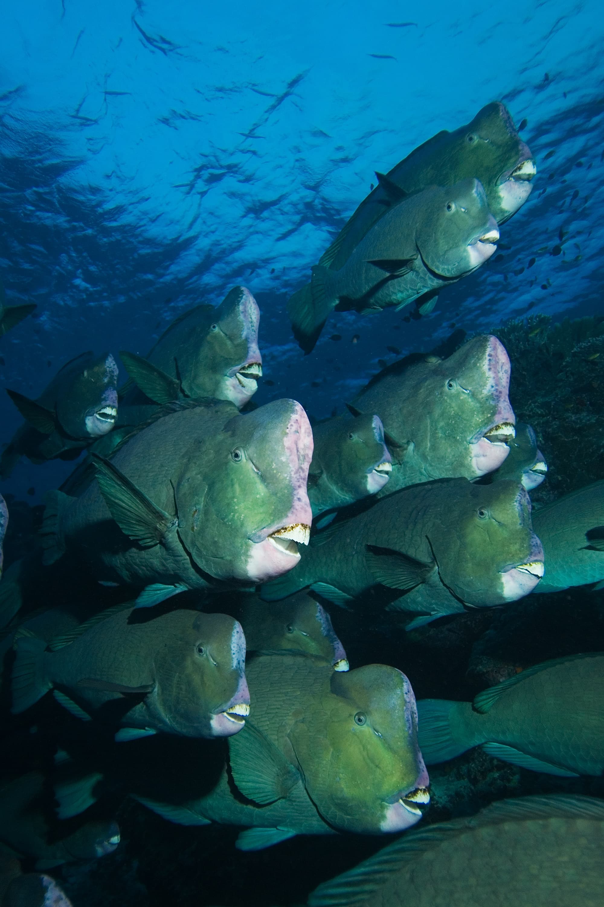 School of Bumphead Parrotfish (Bolbometopon muricatum), near Sipadan Island, Malaysia