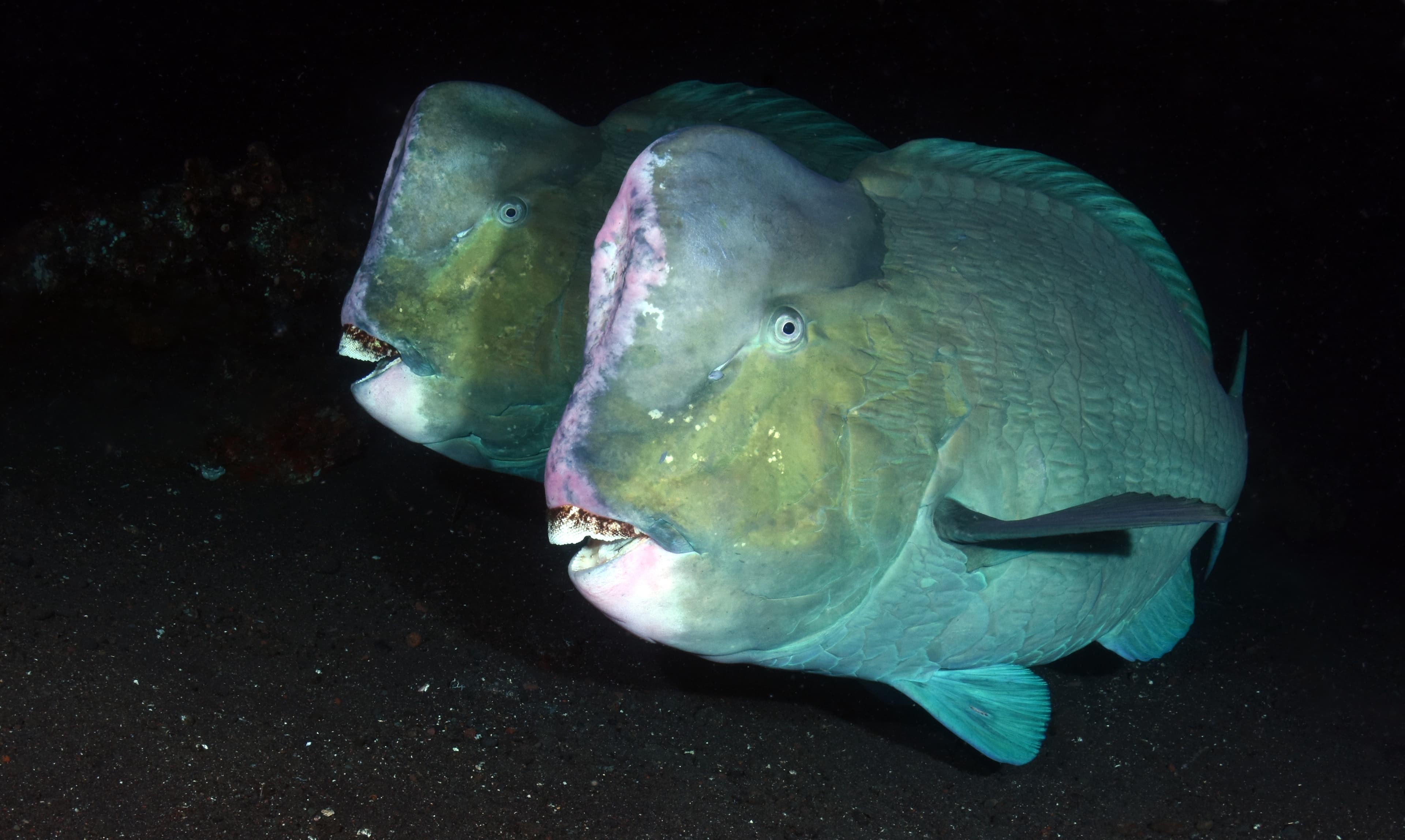 Bumphead Parrotfish (Bolbometopon muricatum), Liberty wreck, Tulamben, Bali, Indonesia