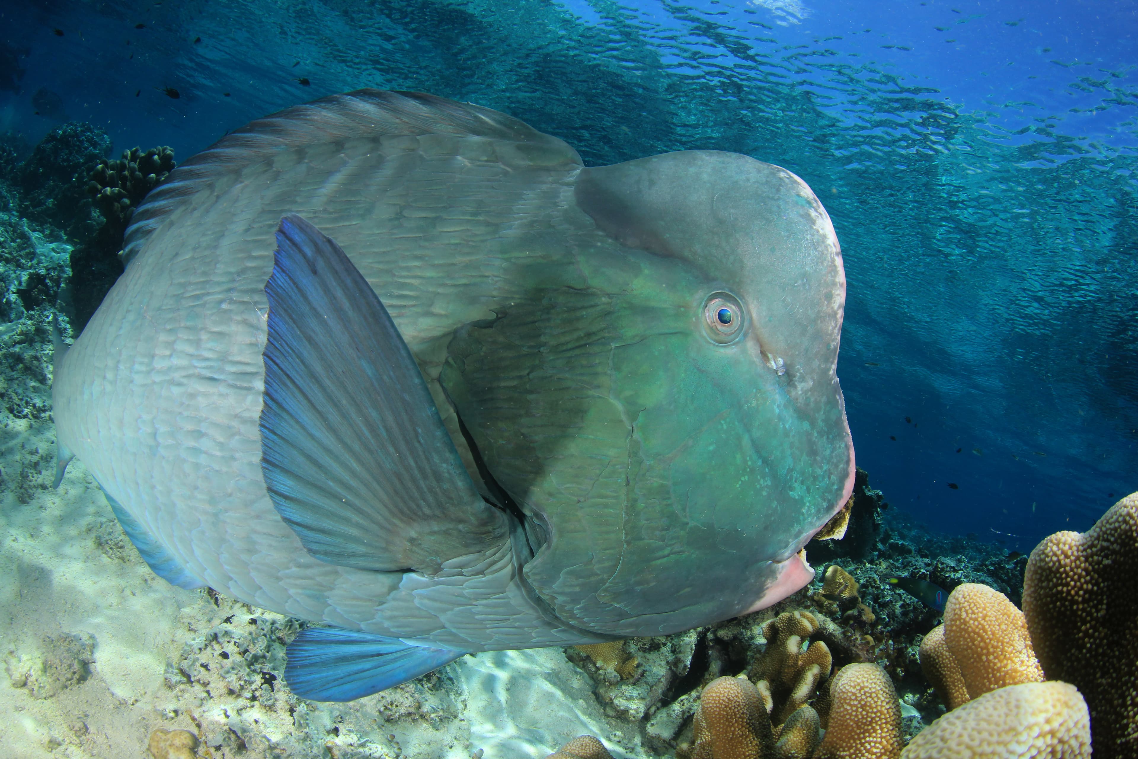 Bumphead Parrotfish (Bolbometopon muricatum) on coral reef