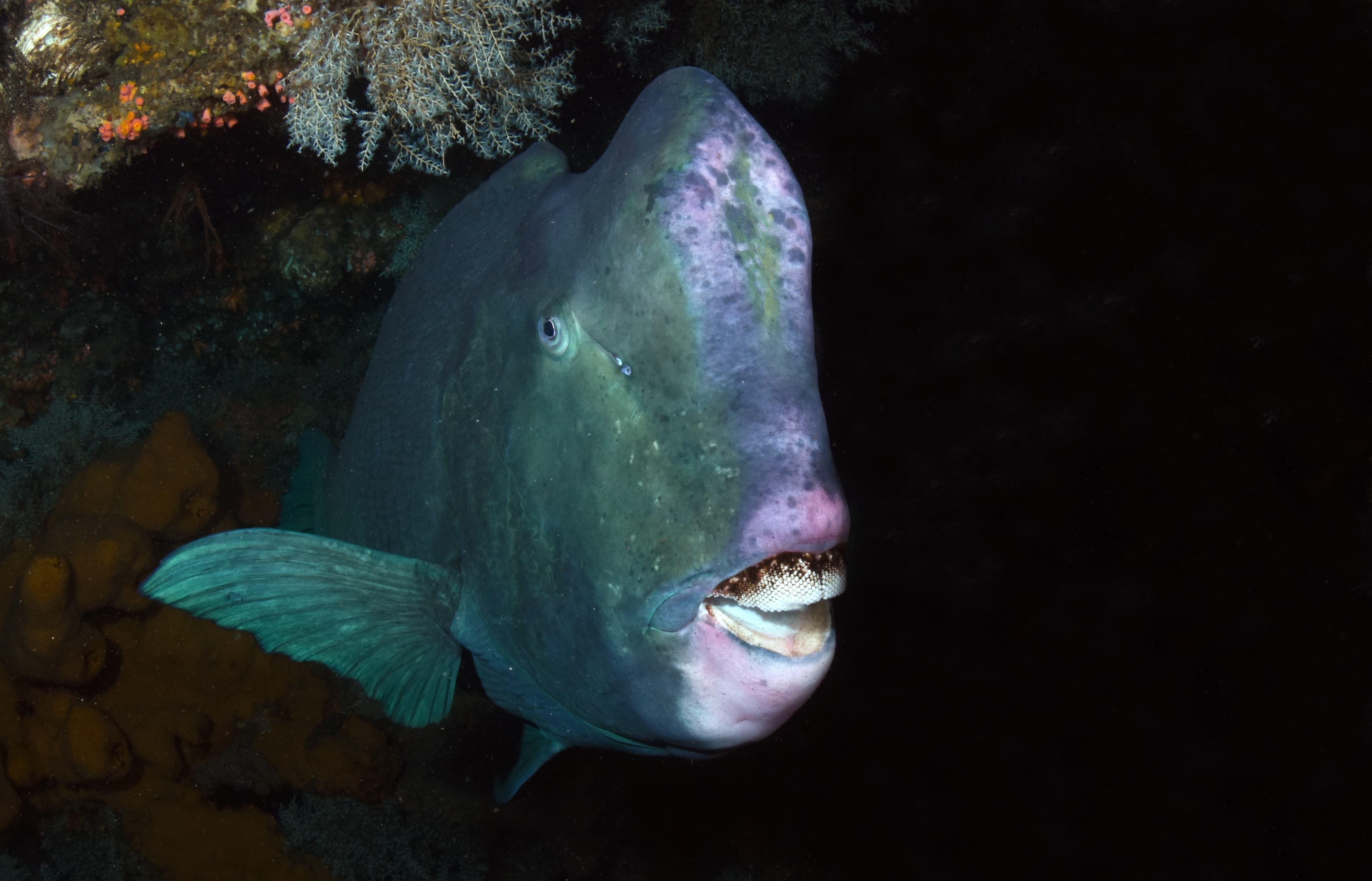 Bumphead Parrotfish (Bolbometopon muricatum), Liberty wreck, Tulamben, Bali, Indonesia