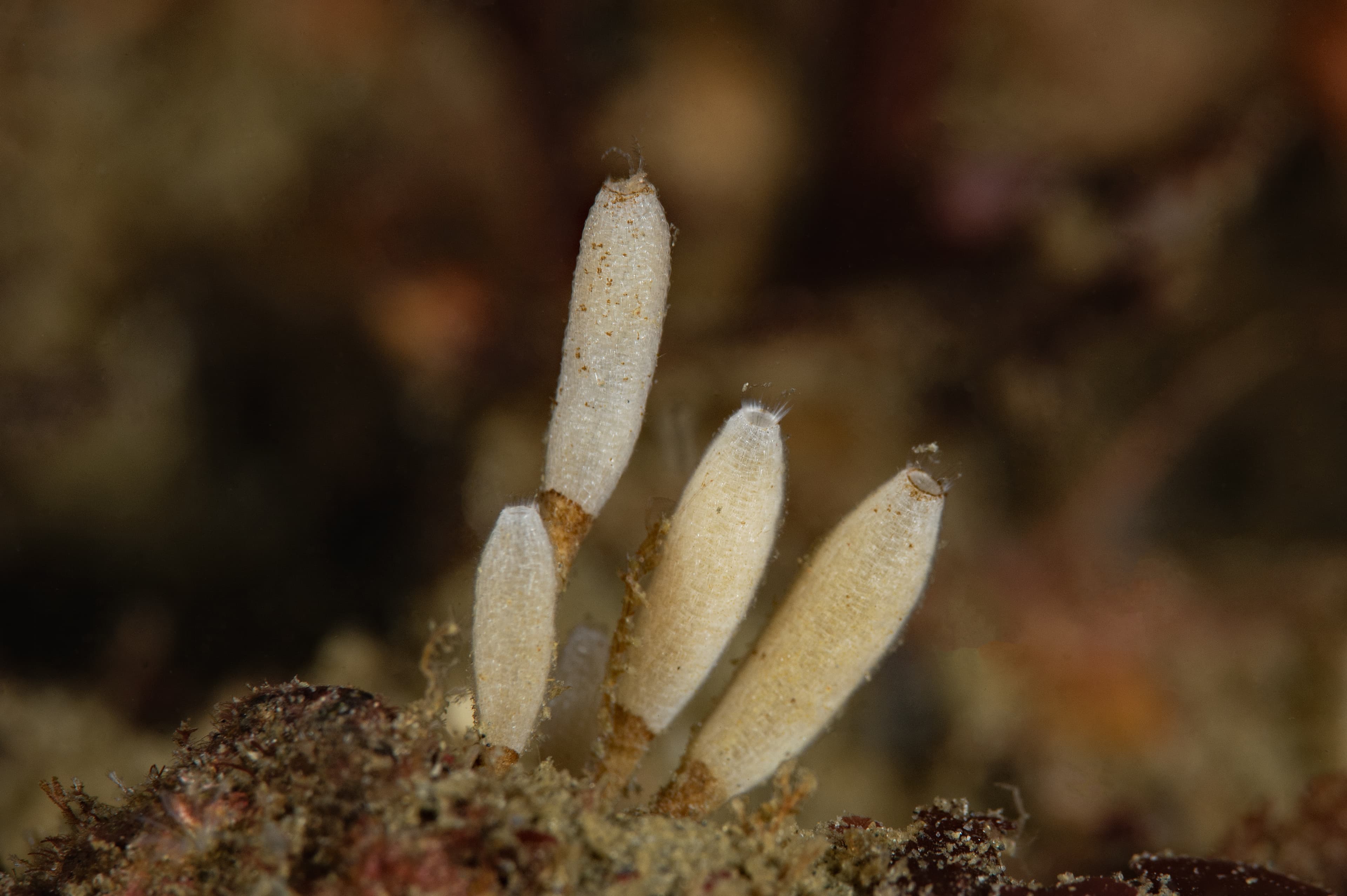 Urn Sponge or Stalked Vase Sponge (Leucilla nuttingi)